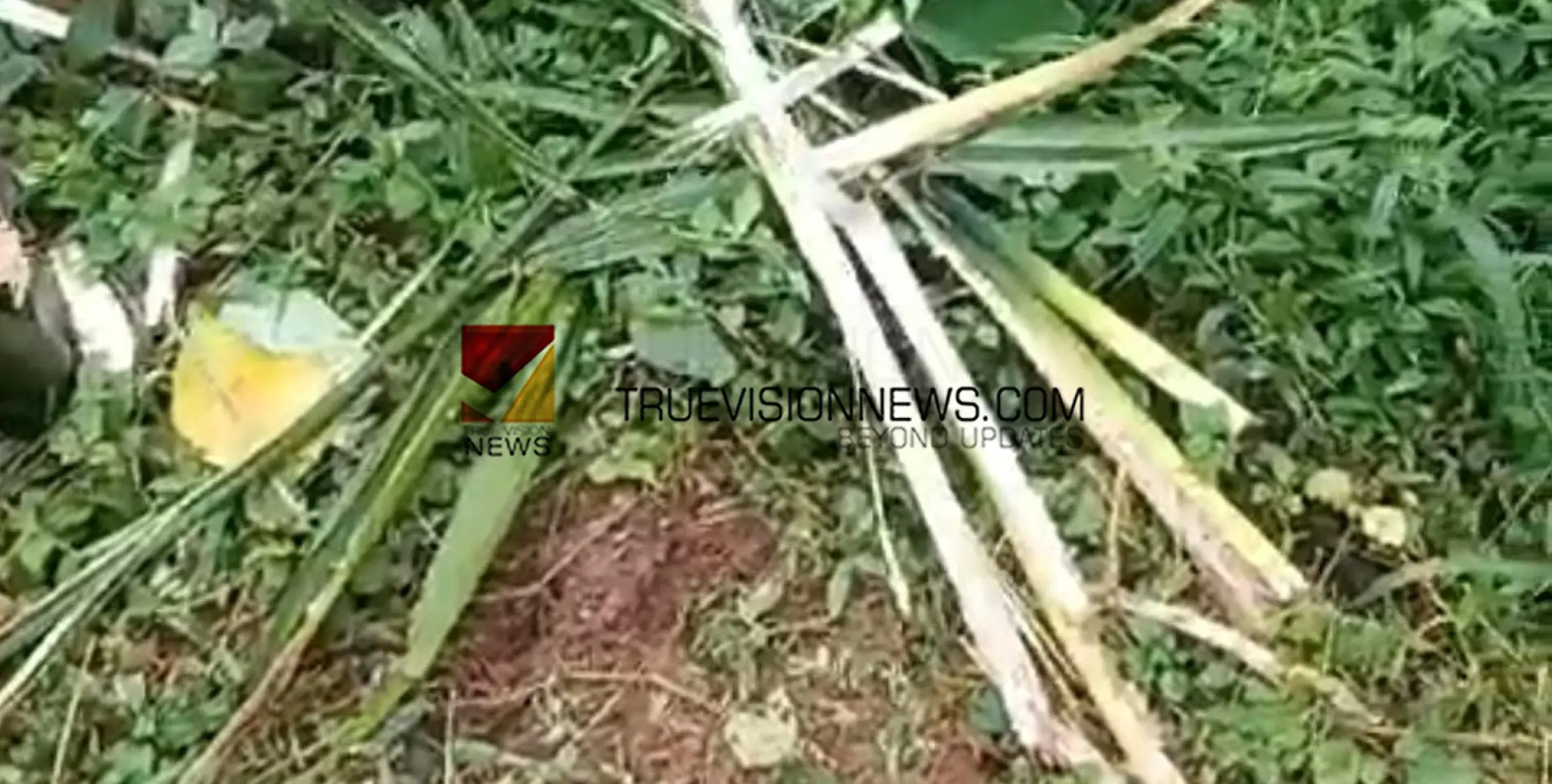 #wildboar  |  കാട്ടുപന്നിയുടെ പരാക്രമം; വളയം ചെക്കോറ്റയിൽ വീട്ടുപറമ്പിൽ കൃഷി നശിപ്പിച്ചു