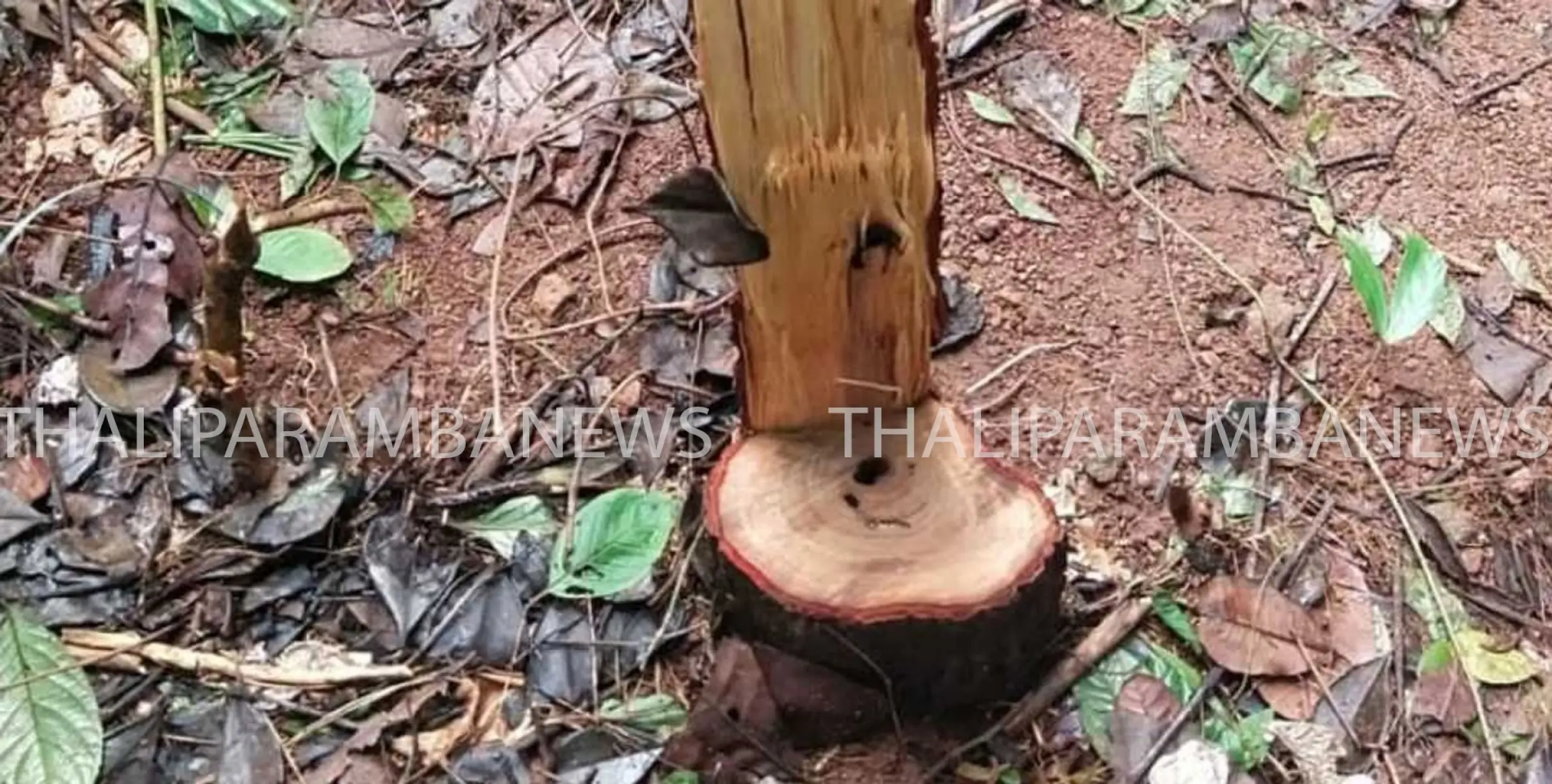 മാങ്ങാട്ടുപറമ്പ കെ.എ.പി ക്യാമ്പ് വളപ്പിൽ നിന്ന് ചന്ദന മരം മോഷണം പോയി