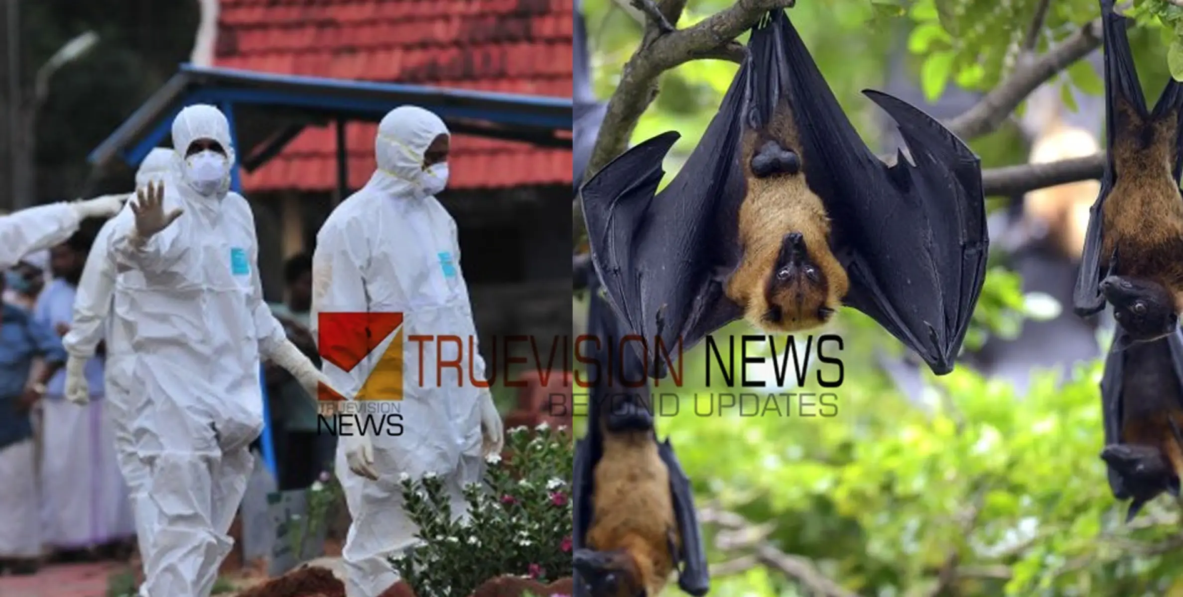 #nipah |  ഹാരിസും മുഹമ്മദലിയും ആശുപത്രിയില്‍ ഒരുമിച്ചുണ്ടായത് രണ്ട് മിനിറ്റ്; മുഹമ്മദലിക്ക് വൈറസ് ബാധയുണ്ടായത് തോട്ടത്തില്‍നിന്നോ?
