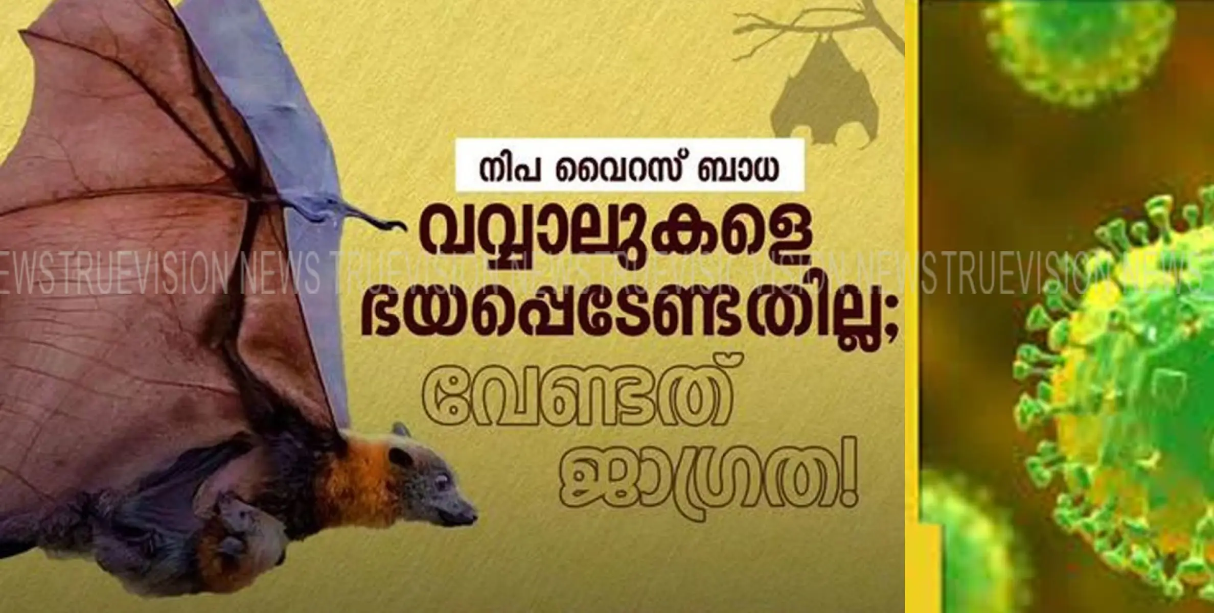 #Bat Nipha|നിപ ; വവ്വാലുകളെ ഭയപ്പെടേണ്ടതില്ലെന്ന് ആരോഗ്യ പ്രവര്‍ത്തകര്‍