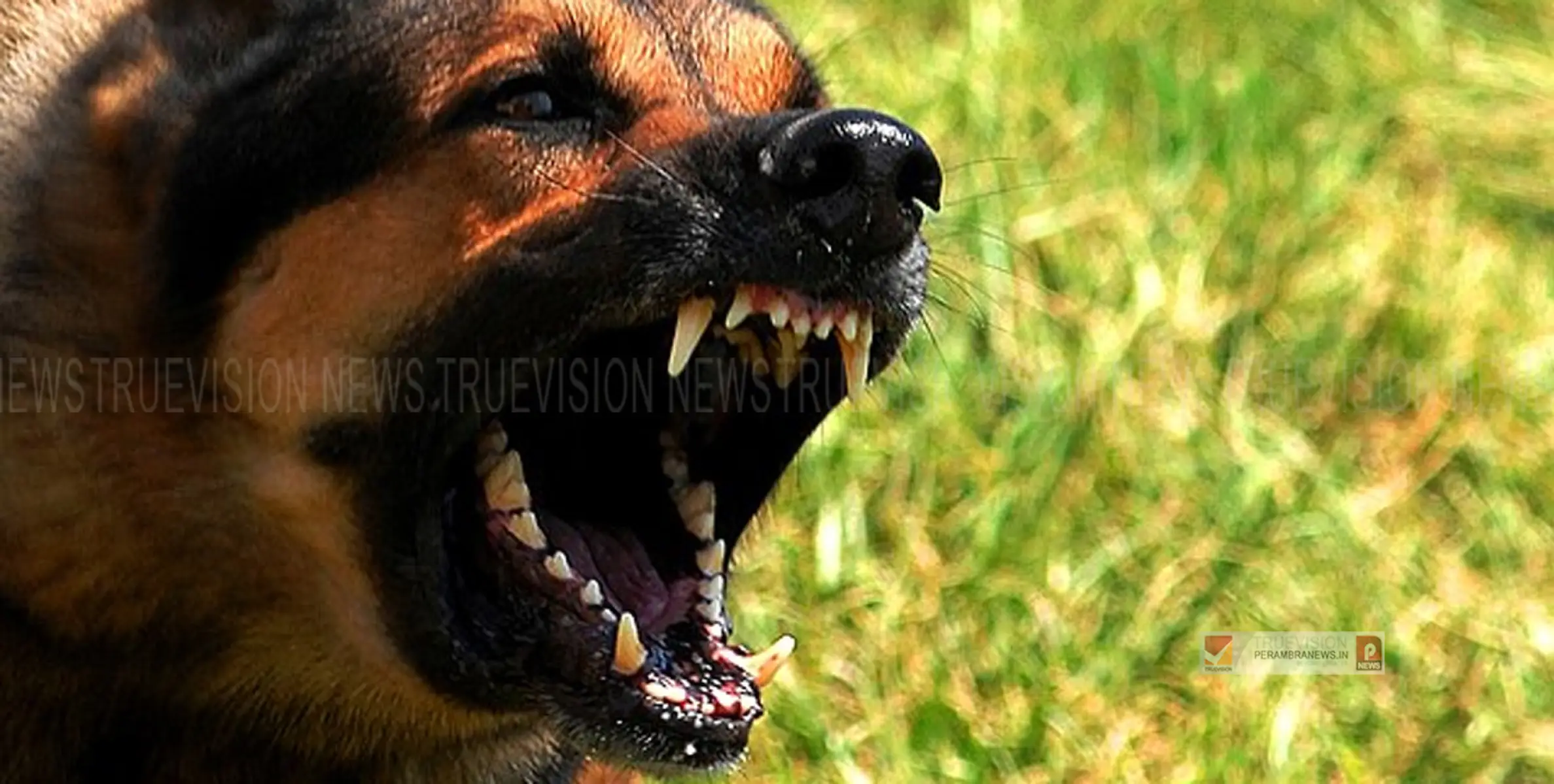#maddog| കല്ലൂരിൽ പേപ്പട്ടിയുടെ ആക്രമണം