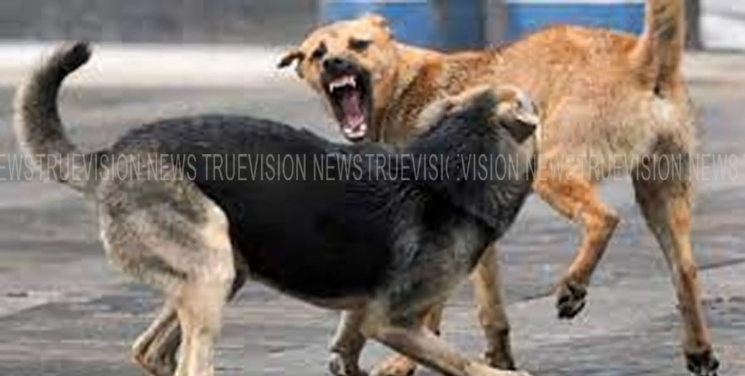 #Street DoG|നരിക്കുനിയില്‍ തെരുവുനായ ആക്രമണം;  വളര്‍ത്തുമൃഗങ്ങള്‍ക്കും 7 പേര്‍ക്കും കടിയേറ്റു