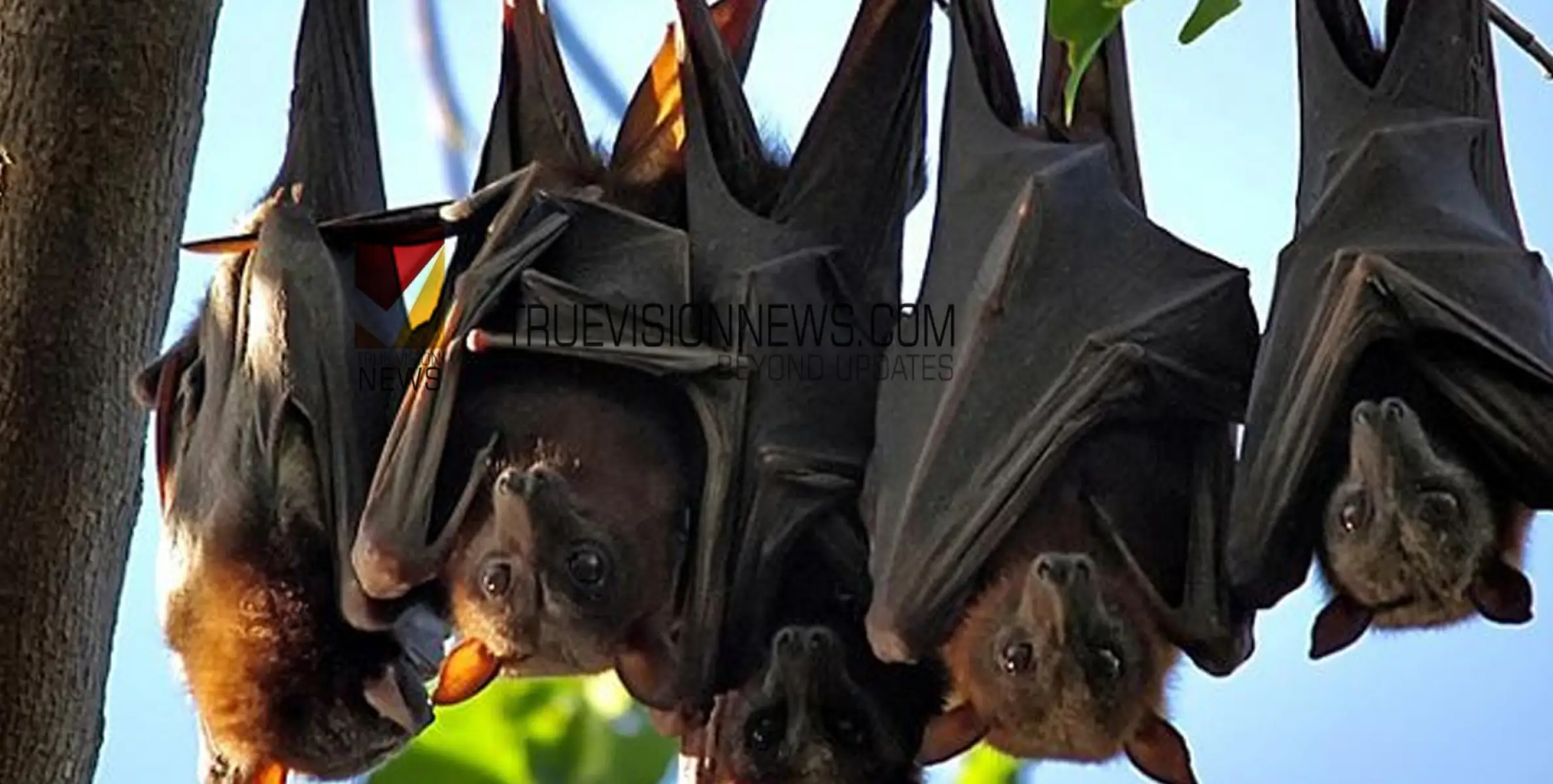 #nipah | വവ്വാലുകളുടെ അധിവാസമുള്ള പ്രദേശങ്ങളിൽ ശക്തമായ പരിശോധന ആരംഭിച്ചു