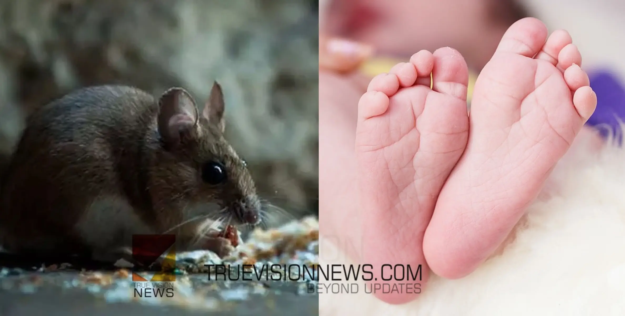 #babydeath | ആറ് മാസം പ്രായമുള്ള കുഞ്ഞിനെ എലികൾ കടിച്ചു കൊന്നു; മാതാപിതാക്കൾക്കെതിരെ കേസ് 