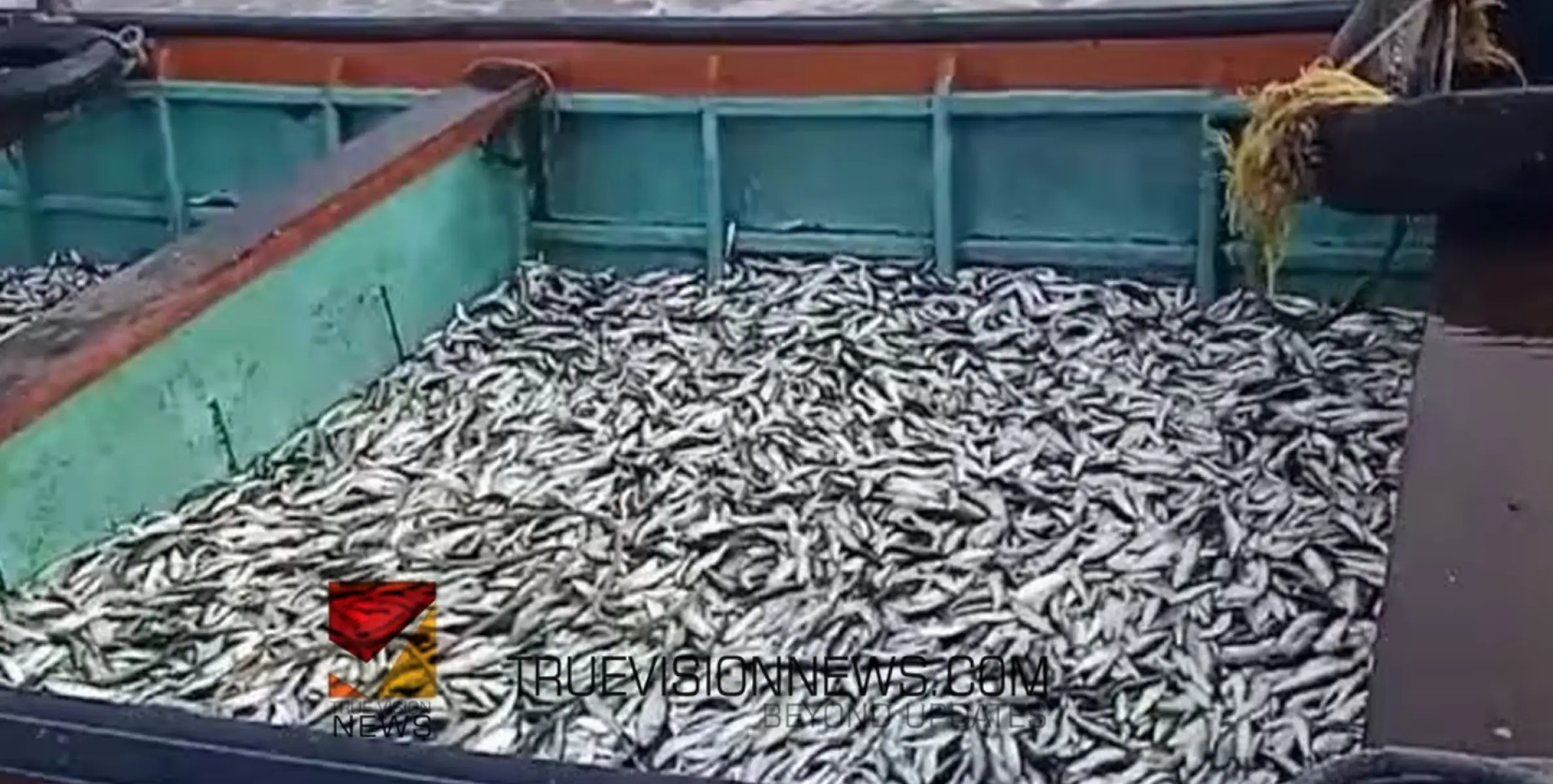 #fishingboats |  കോഴിക്കോട്  ചെറുമീനുകളുമായി ഏഴുവള്ളങ്ങള്‍ പിടികൂടി