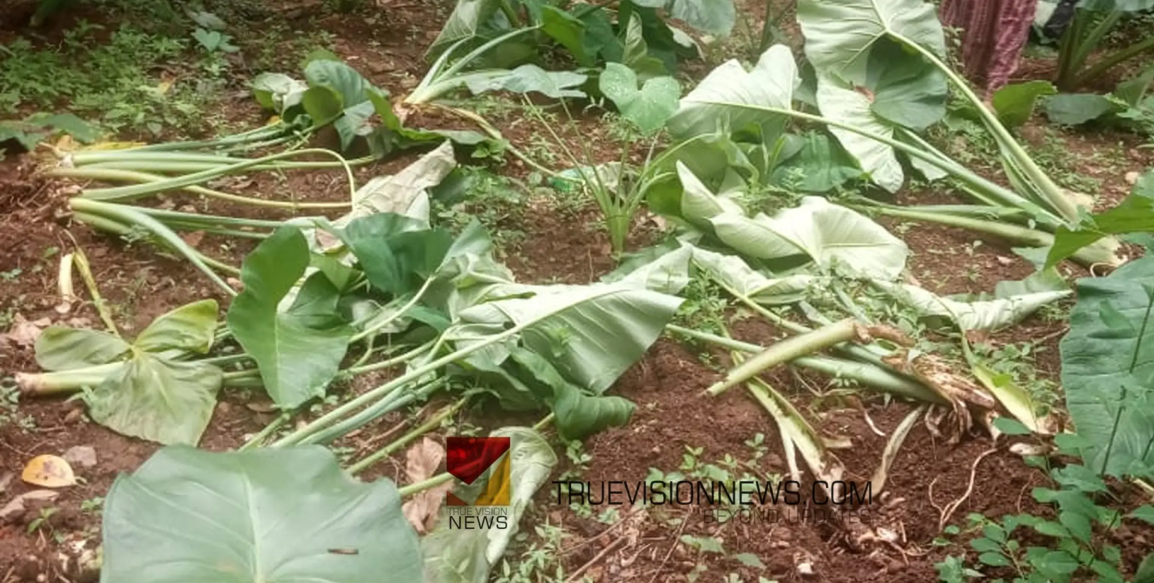 #destroyed | വളയത്ത് തൊഴിലുറപ്പ് തൊഴിലാളികളുടെ കൃഷി കാട്ടുപന്നി നശിപ്പിച്ചു