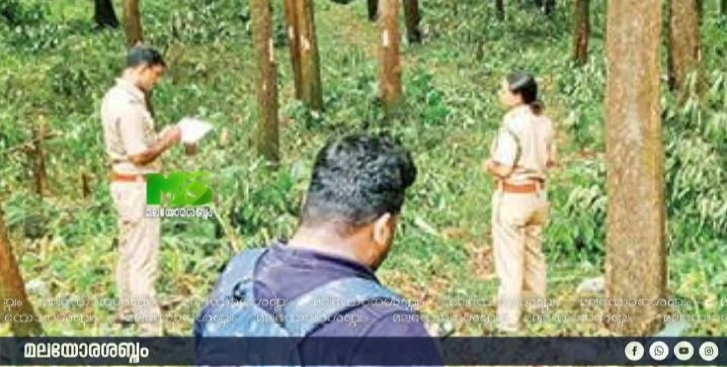 പുറമ്പോക്കിൽ നട്ടുവളർത്തിയ മാഞ്ചിയം തോട്ടം മുറിച്ചുനീക്കുന്നതിന് മരങ്ങളുടെ കണക്കെടുപ്പ് ആരംഭിച്ചു. 