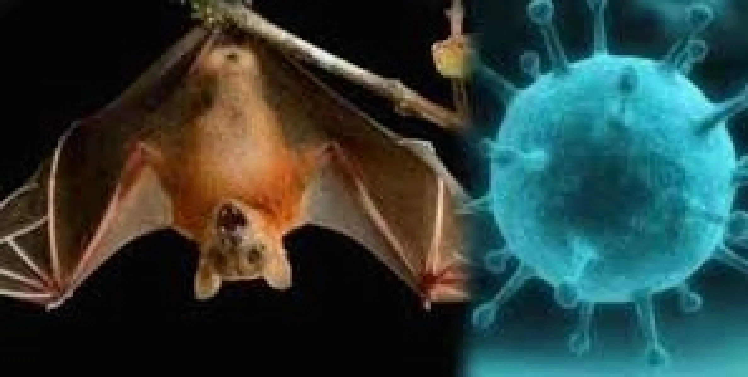 നിപയെ അതിജീവിച്ച് കോഴിക്കോട്; ഇന്ന് വിദ്യാഭ്യാസ സ്ഥാപനങ്ങൾ തുറക്കും