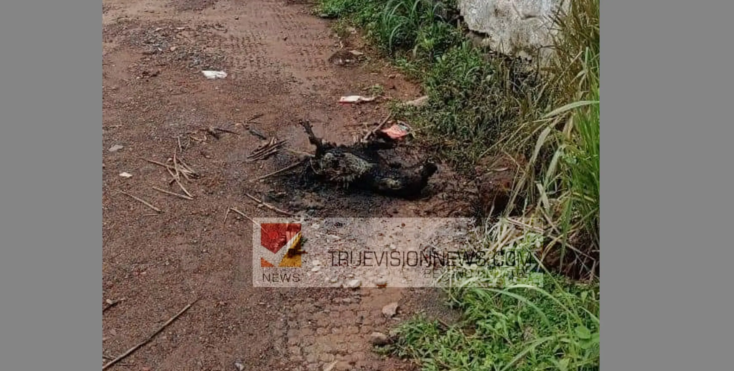 #thalassery|  തലശേരിയിൽ ക്ഷേത്ര പരിസരത്ത് തെരുവുനായയുടെ ജഡം  കത്തിച്ച  നിലയിൽ.