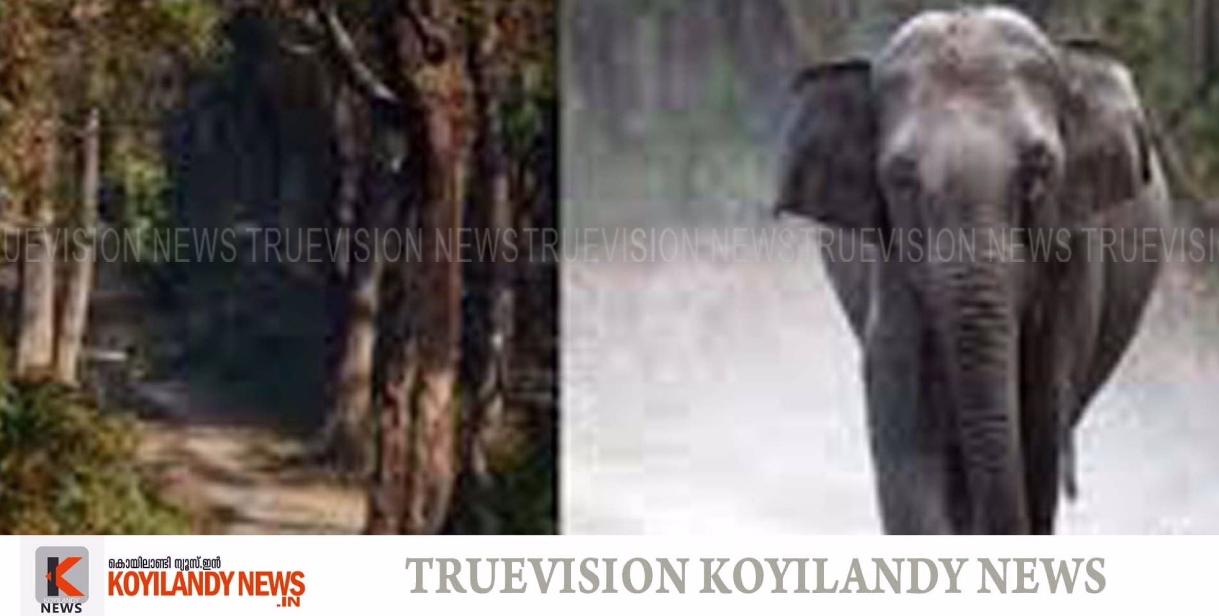 #kozhikode | വന്യജീവി വാരാഘോഷം വിദ്യാര്‍ത്ഥികള്‍ക്കായി മത്സരങ്ങള്‍ 