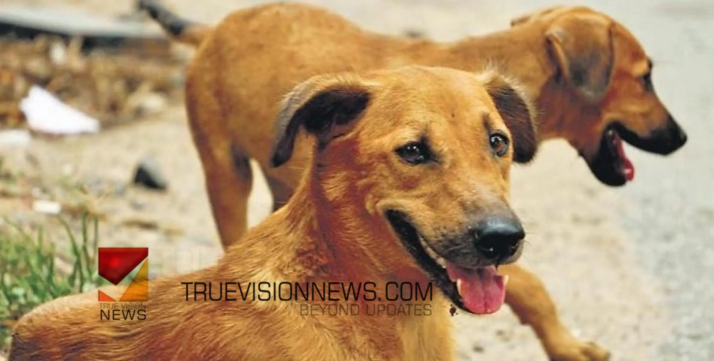#straydogs |  നരിക്കുനിയിൽ വീണ്ടും തെരുവുനായുടെ പരാക്രമം; ബസ് കാത്തുനിന്ന യാത്രക്കാരന് കടിയേറ്റു