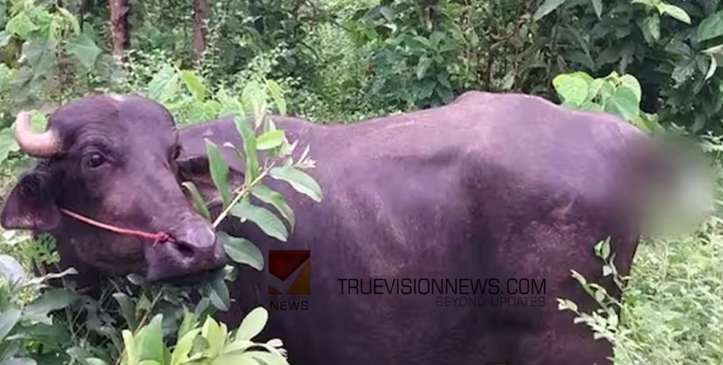 #Complaint | പ്രതീക്ഷിച്ച വില ലഭിക്കാത്തതിനാൽ കച്ചവടം  നടന്നില്ല, കോഴിക്കോട് പോത്തിന്റെ വാൽ മുറിച്ച് അജ്ഞാതർ