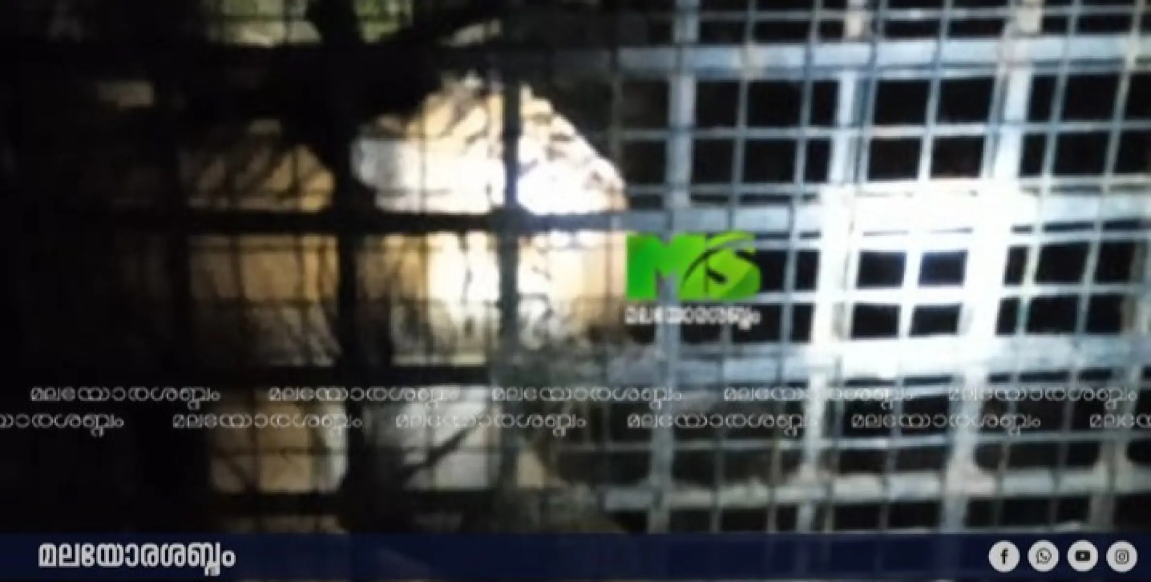 വനം വകുപ്പ് സ്ഥാപിച്ച കൂട്ടിൽ കടുവ കുടുങ്ങി.