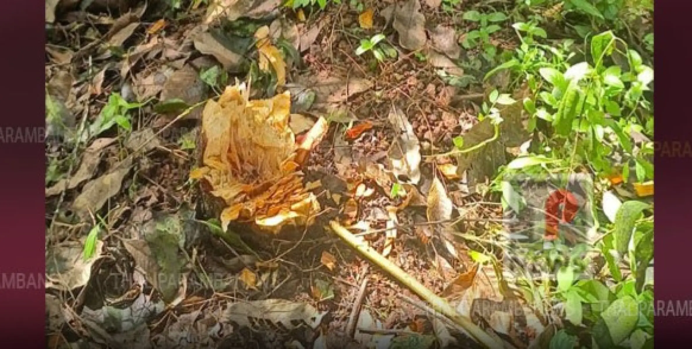 ചന്തപ്പുര ചെറുവിച്ചേരിയിൽ നിന്ന് ചന്ദനമരങ്ങൾ മുറിച്ച് കടത്തിയ നിലയിൽ