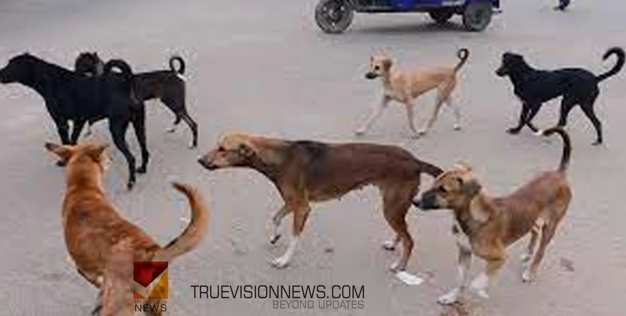 #Straydogs | ഇലഞ്ഞി ടൗണിൽ തെരുവുനായ്ക്കൾ യാത്രക്കാർക്ക് ഭീഷണിയാകുന്നു
