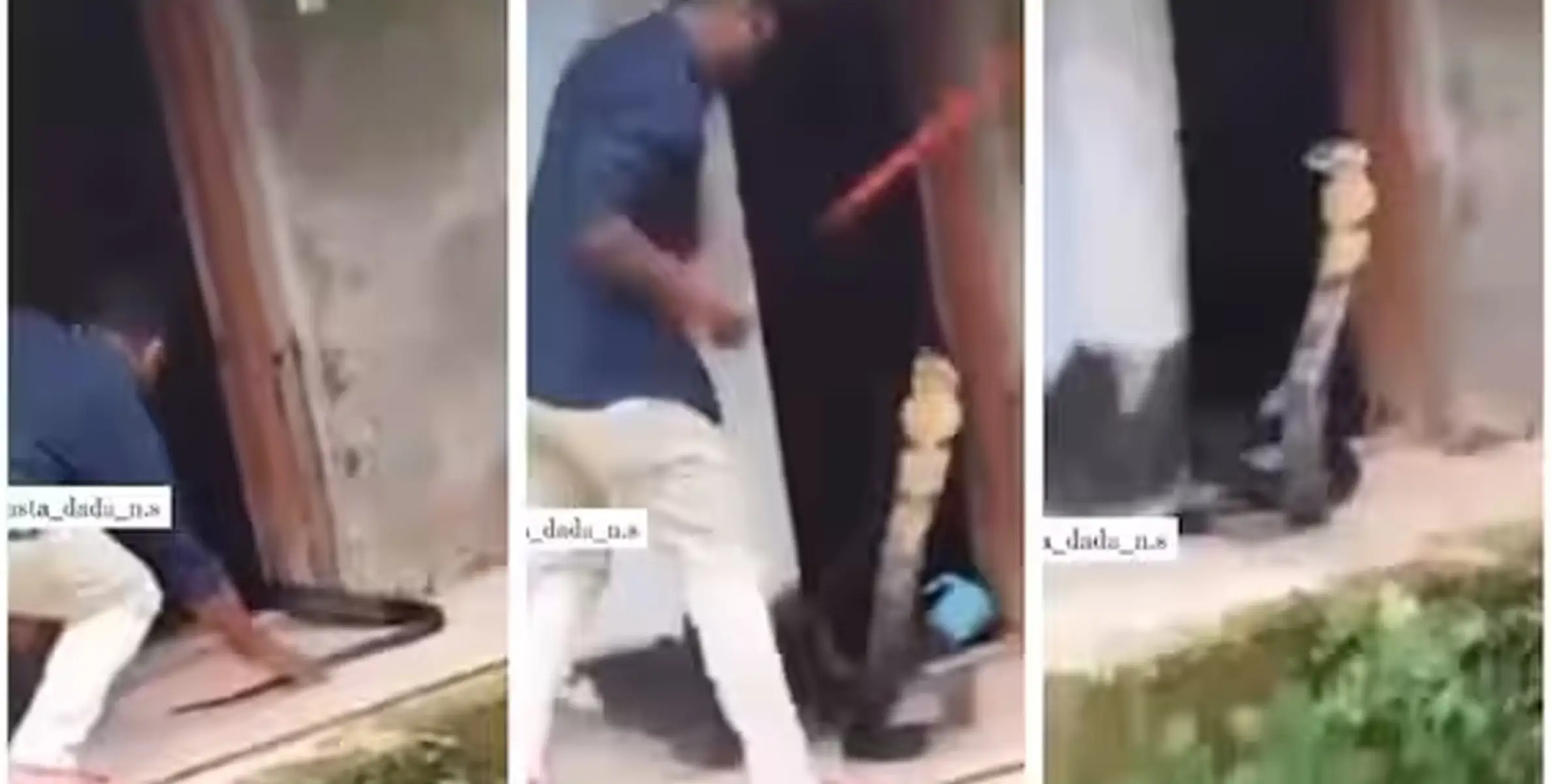 #viral | വാലില്‍ പിടിച്ചപ്പോള്‍ പത്തി വിടര്‍ത്തി ഉയര്‍ന്ന് പൊങ്ങി രാജവെമ്പാല, വീഡിയോ 