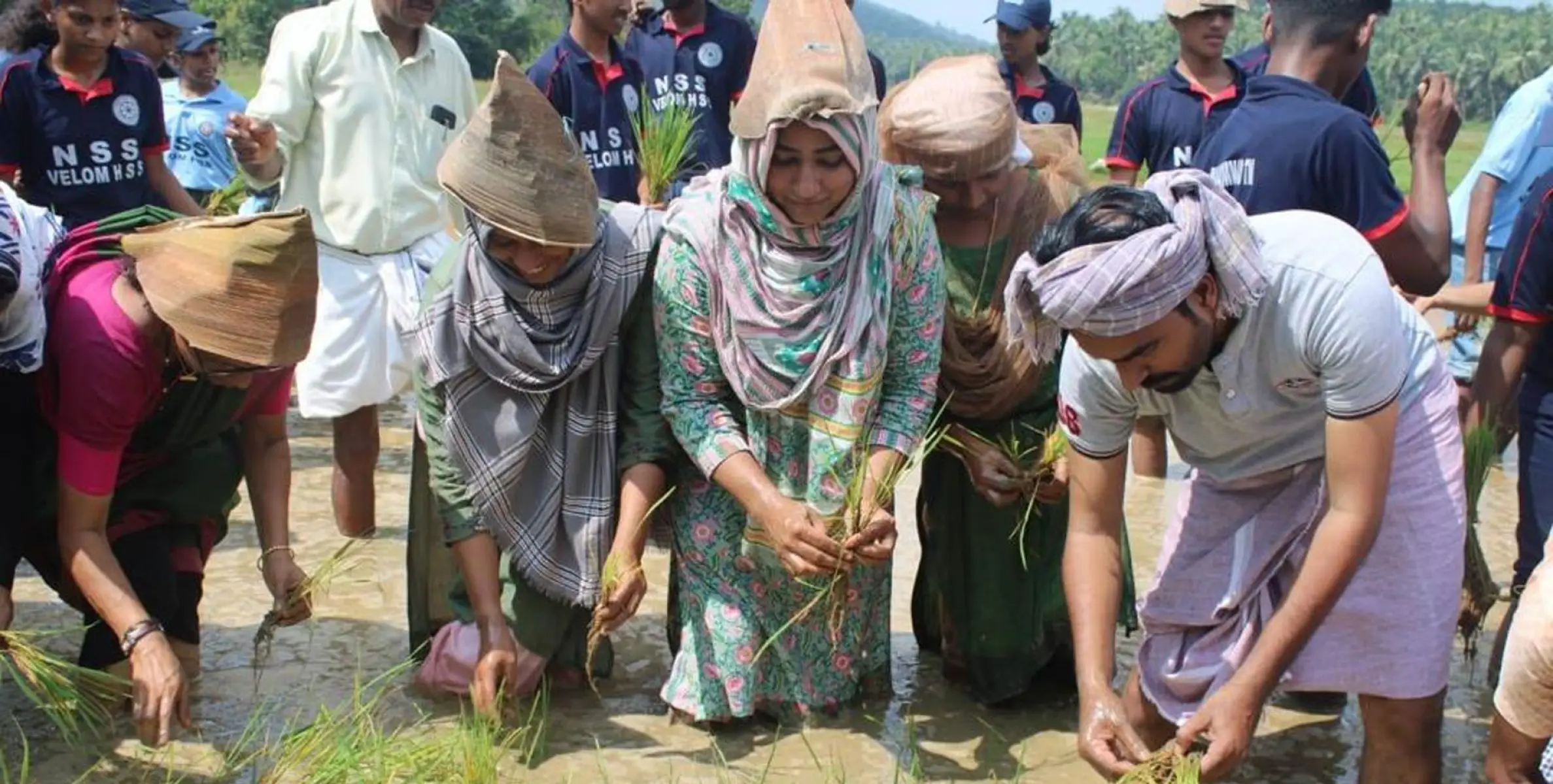 #plantingfestival | അടിവയലിൽ വേളം കൃഷിഭവന്റെ നേതൃത്വത്തിൽ ഞാറു നടീൽ ഉത്സവം നടത്തി 