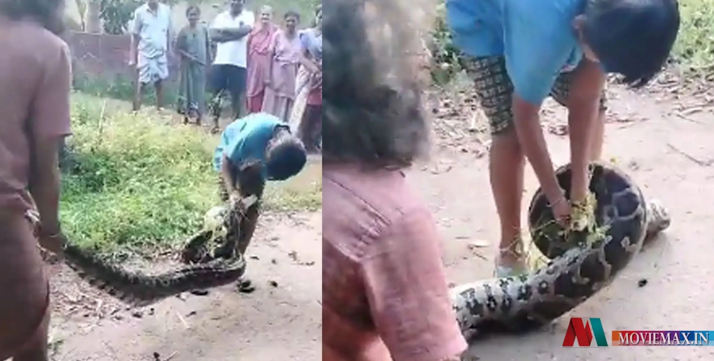 #viral | നാട്ടിലിറങ്ങിയ പെരുമ്പാമ്പിനെ പിടികൂടി ചാക്കിലാക്കുന്ന കുട്ടി; വീഡിയോ വൈറൽ