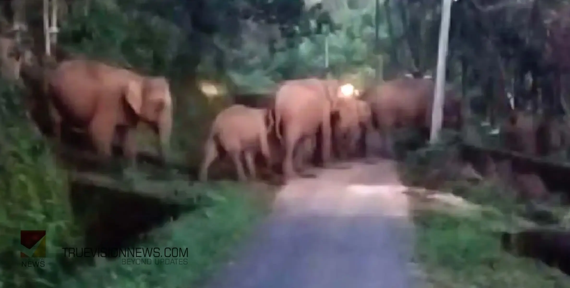  #elephants | യാത്രക്കാരെ ഭീതിയിലാക്കി  പ്ലാമുടി റോഡില്‍ പതിവായി  ആനക്കൂട്ടമെത്തുന്നു