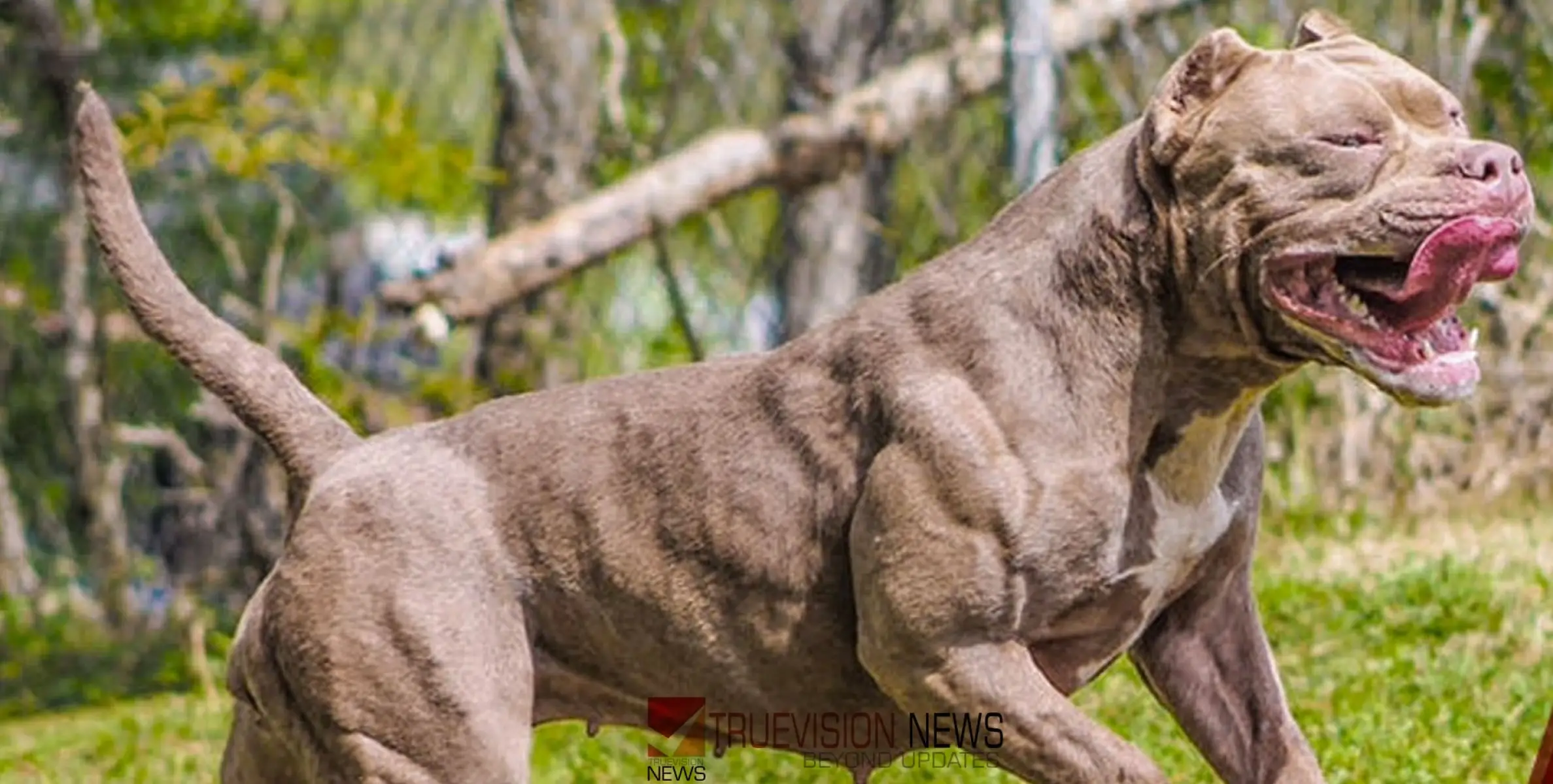 #DOGATTACK | നടക്കാനിറങ്ങിയ യുവതിയെ കടിച്ച് കീറി അയൽവാസിയുടെ നായകൾ; കൈകാലുകൾ നഷ്ടമായി 52കാരി