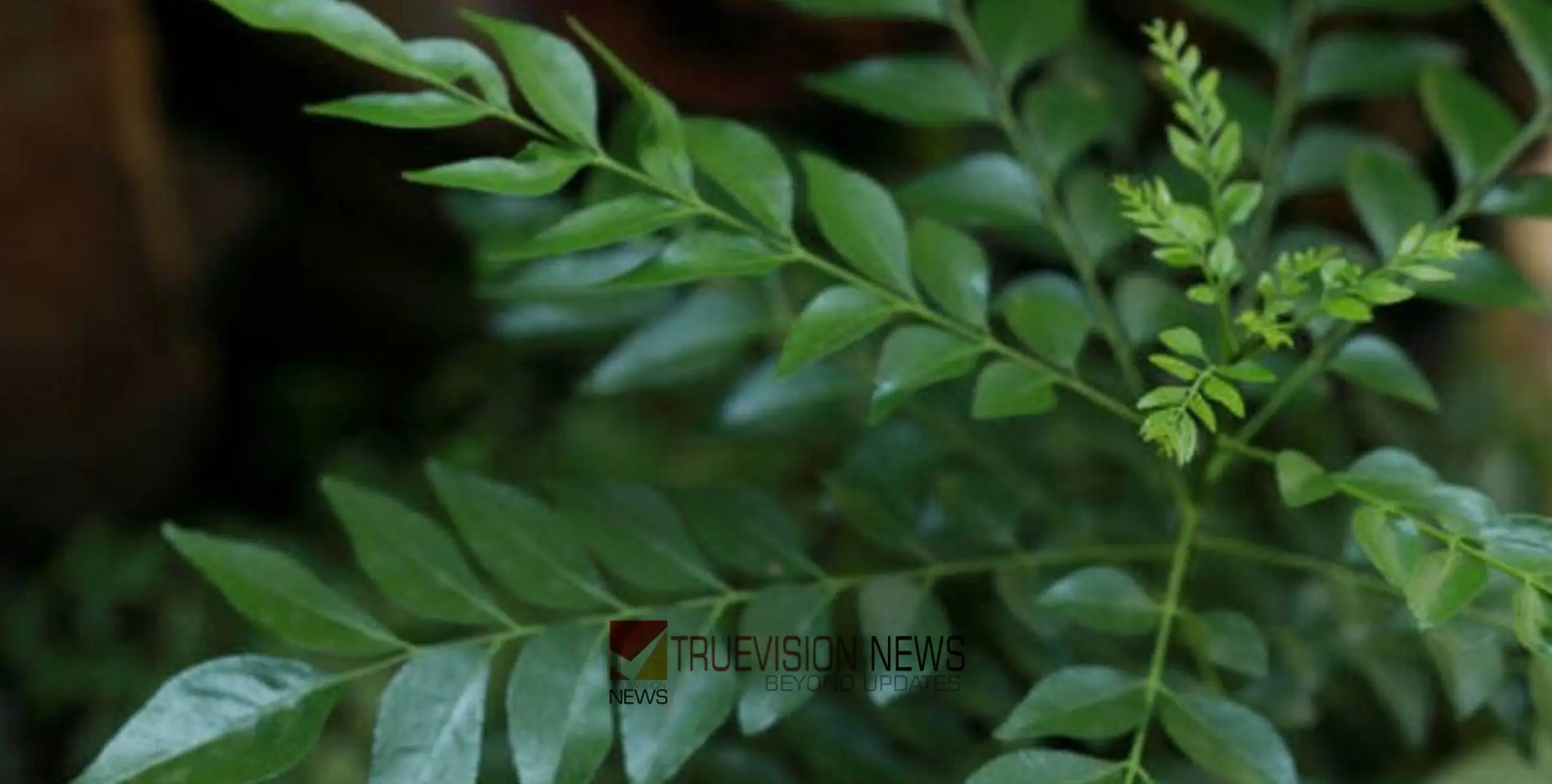 #health | കറിവേപ്പിലയെ അങ്ങനെ തള്ളിക്കളയല്ലേ… കറിവേപ്പിലകൊണ്ടുള്ള ഗുണങ്ങൾ അറിയാം