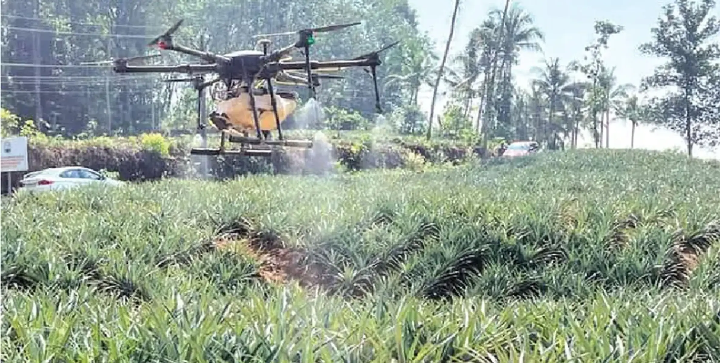 #agriculture | മഞ്ഞള്ളൂർ പഞ്ചായത്തിൽ ഡ്രോൺ ഉപയോഗിച്ച് കൃഷിക്ക് ജൈവവളം വിതറുന്ന പദ്ധതി തുടങ്ങി