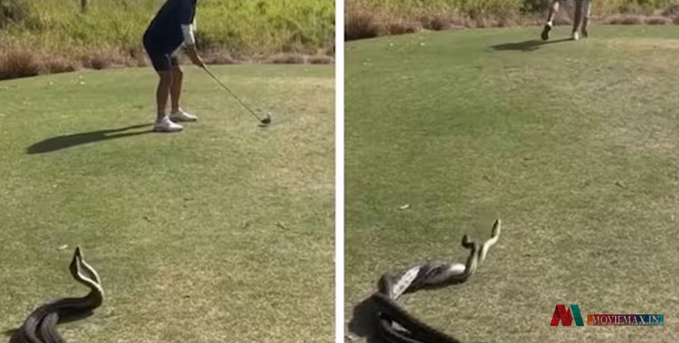 #viral | കില്ലാടി തന്നെ ! തൊട്ടടുത്ത് രണ്ട് പെരുമ്പാമ്പുകള്‍ ഇണ ചേരുമ്പോള്‍ ഗോള്‍ഫ് കളി തുടര്‍ന്ന് യുവാവ് 