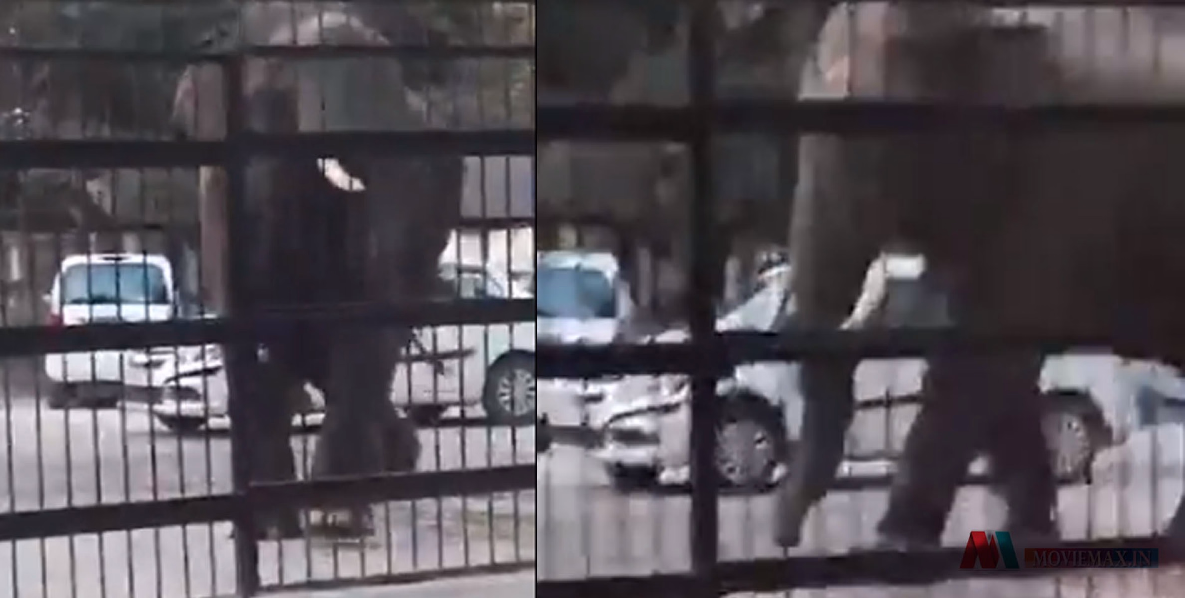 #viral | ഒരു കേസ് കൊടുക്കാൻ വന്നതാ'; കോടതിയിൽ ​ഗേറ്റ് തകർത്ത് അതിക്രമിച്ചുകയറി കാട്ടാന- വീഡിയോ