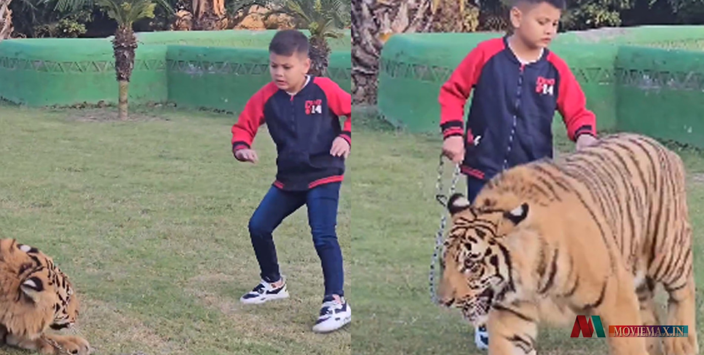 #viral | കടുവയെ ചങ്ങലയിൽ നടത്തുന്ന കുട്ടി, പക്ഷേ അത് സംഭവിച്ചത് ഒറ്റസെക്കന്റിൽ..!