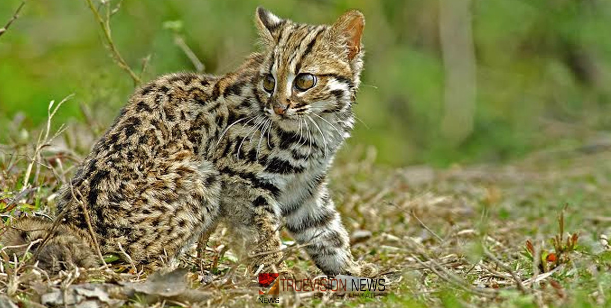 #leopard | പു​ലി​പ്പൂ​ച്ച​യു​ടെ കാ​ൽ​പ്പാ​ടു​ക​ൾ ക​ണ്ടെ​ത്തി വ​നം വ​കു​പ്പ് 