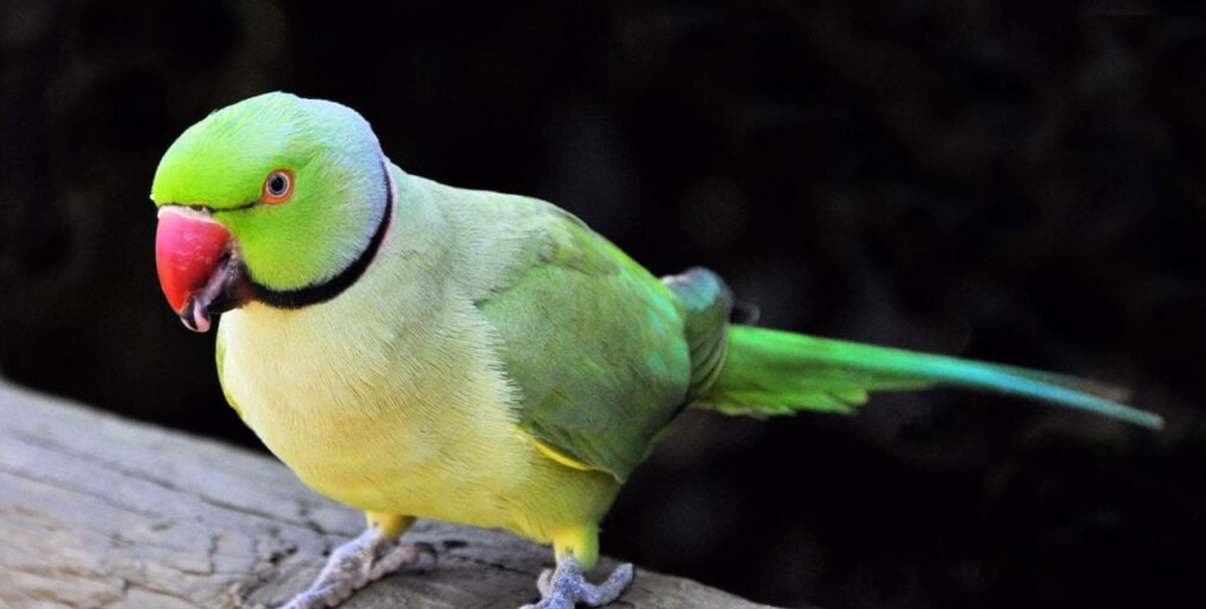 #viral | വാ തുറന്നാൽ പച്ചത്തെറി മാത്രം വിളിക്കുന്ന തത്തകൾ തിരിച്ച് വരുന്നു; ഇനിയെന്തും സംഭവിക്കാം!