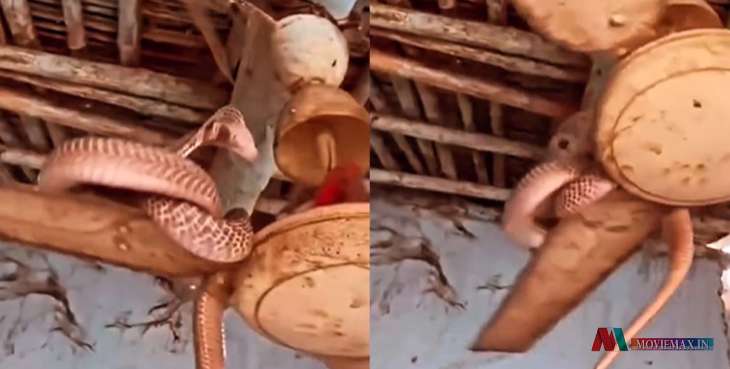 #viral |  സീലിംഗ് ഫാനില്‍ ചുറ്റിപ്പിണഞ്ഞ് രാജവെമ്പാല; വീഡിയോ