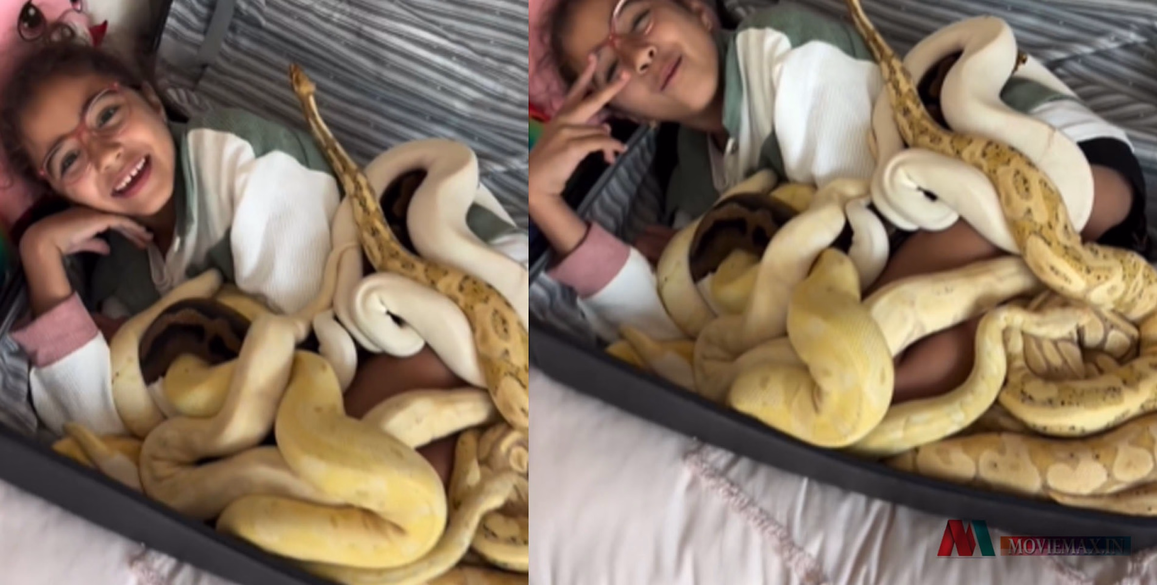 #viral | എന്തിനിത് ചെയ്യുന്നു? സ്യൂട്ട്‍കേസ് നിറയെ പാമ്പുകൾ, ഒരുമിച്ചൊരു കൊച്ചുപെൺകുട്ടി, വീഡിയോ