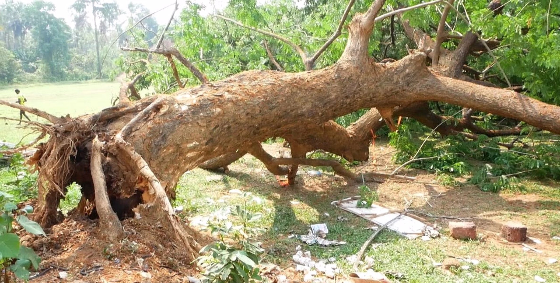 മരം കടപുഴകി വീണ് 5 വിദ്യാർഥികൾക്ക് പരിക്ക്