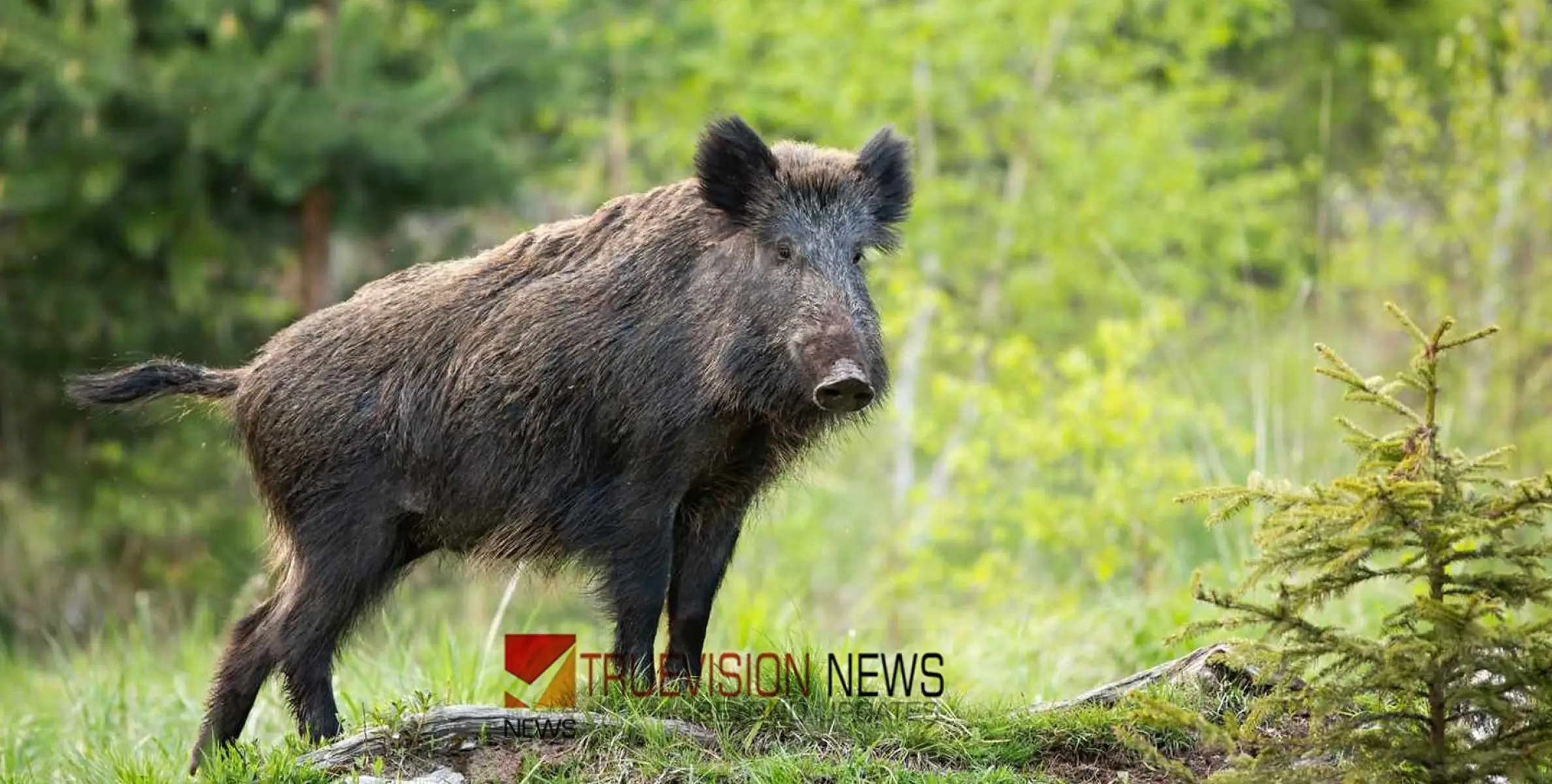 #wildboar | കാട്ടുപന്നി ആക്രമണം; രണ്ടുപേർക്ക് പരിക്ക്, ഒരാളുടെ നില ഗുരുതരം