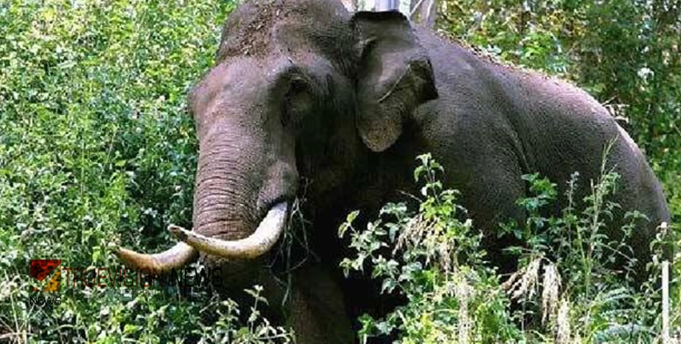 #wildelephant | സഫാരി വാഹനത്തിന് പിന്നാലെ കാട്ടാന; വണ്ടി മറിച്ചിട്ടു, 80കാരിയ്ക്ക് ദാരുണാന്ത്യം, 5 പേർക്ക് പരിക്ക്
