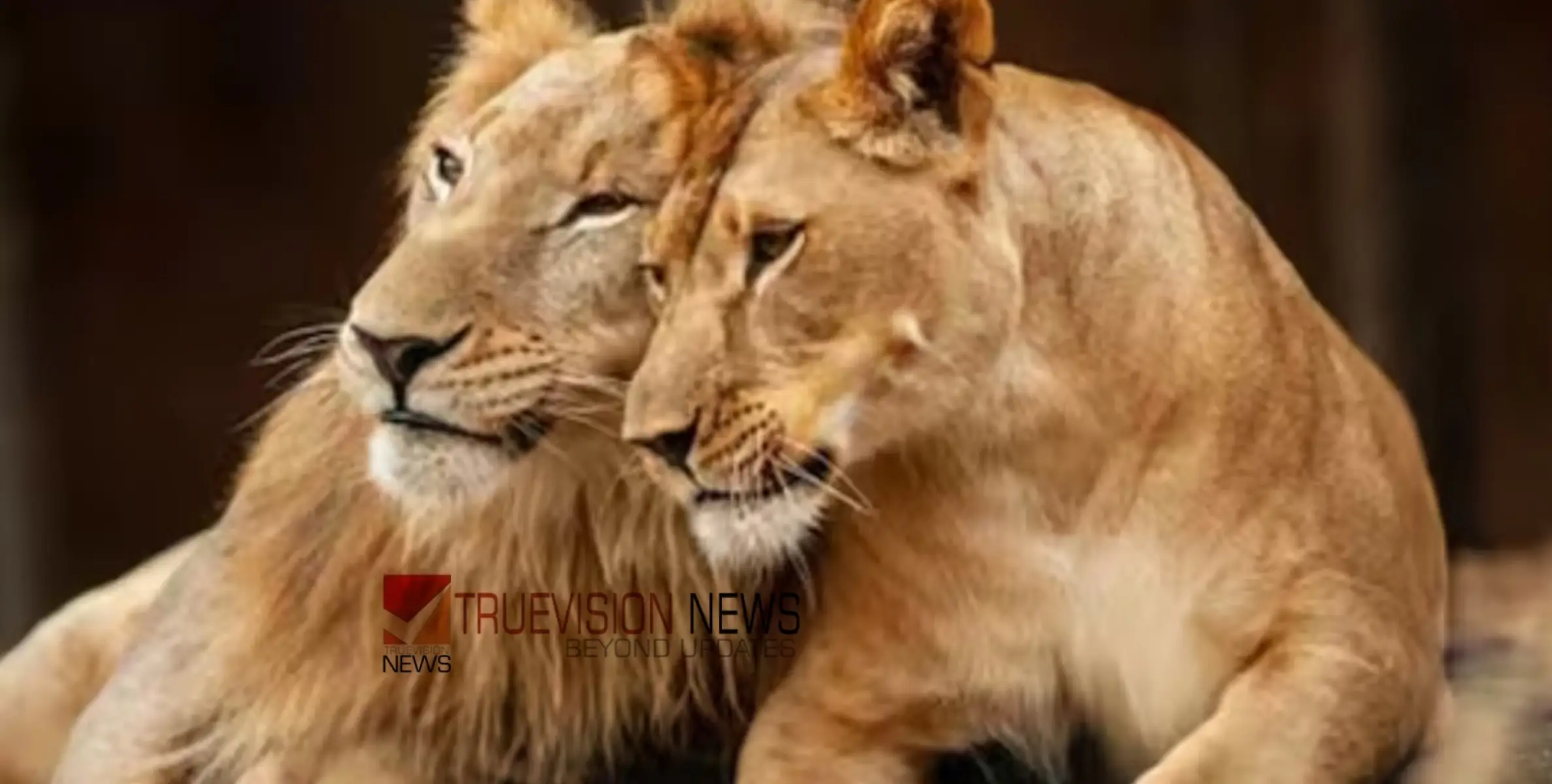#Lions | അക്ബറിൻ്റെയും സീതയുടെയും പേര് മാറ്റി; സിംഹങ്ങൾ ഇനി സൂരജും തനയയും