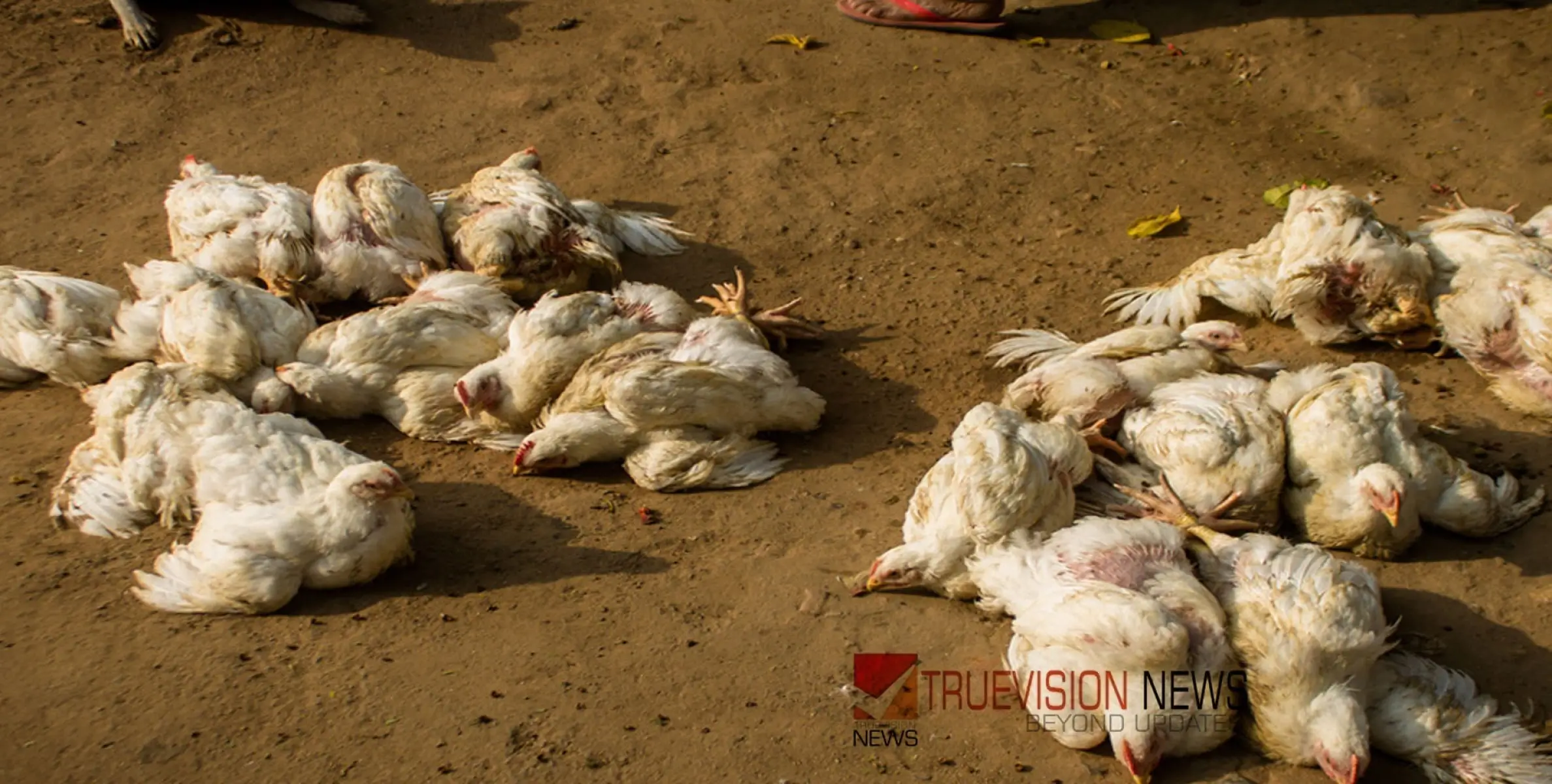 #Birdflu | ജില്ലയിൽ രണ്ടിടത്തുകൂടി പക്ഷിപ്പനി എന്ന് സംശയം; ഇറച്ചി, മുട്ട വില്പനയ്ക്ക് നിരോധനം ഏപ്രിൽ 26 വരെ തുടരും 