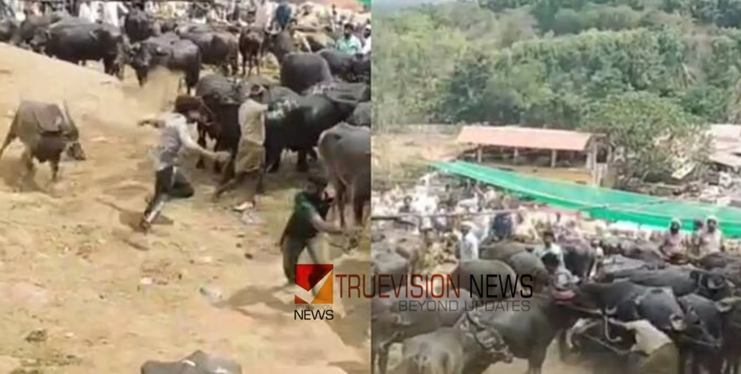 #buffaloattack |  പെരുമ്പിലാവ് ചന്തയിൽ പോത്തിന്‍റെ ആക്രമണത്തിൽ നാല് പേർക്ക് പരിക്ക്