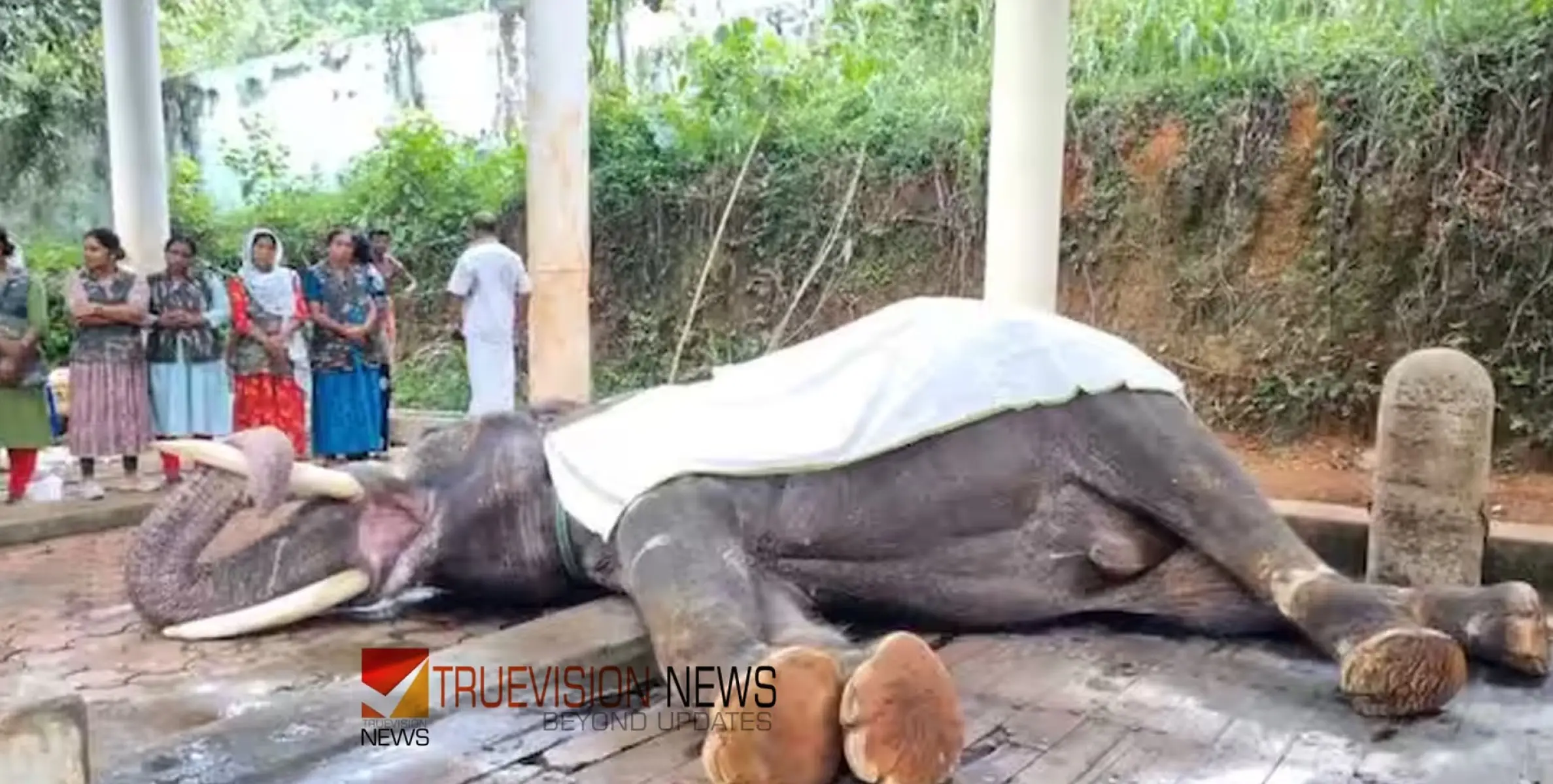 #elephant | രണ്ടാഴ്ചയായി ചികിത്സയിലായിരുന്ന കോന്നി ആനക്കൂട്ടിലെ ആന നീലകണ്ഠൻ ചരിഞ്ഞു 