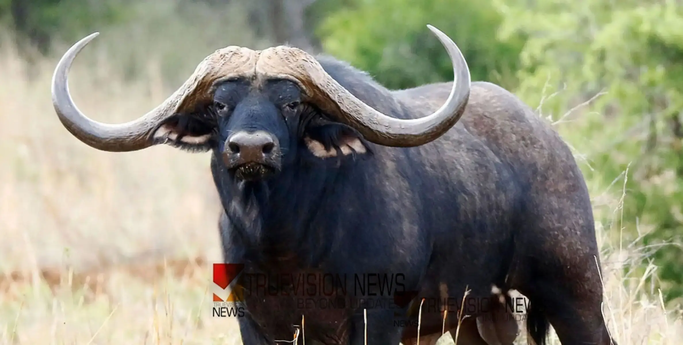 #wildbuffaloattack |കാട്ടുപോത്തിന്‍റെ ആക്രമണത്തിൽ വീട്ടമ്മയ്ക്ക് പരുക്കേറ്റു