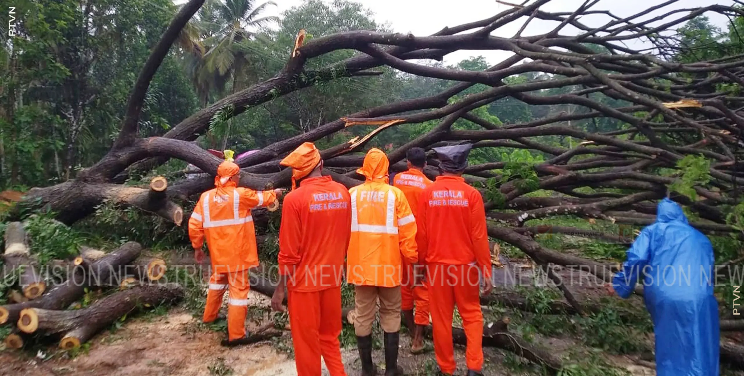 മരം കടപുഴകി വീണ് ഗതാഗതം തടസപ്പെട്ടു