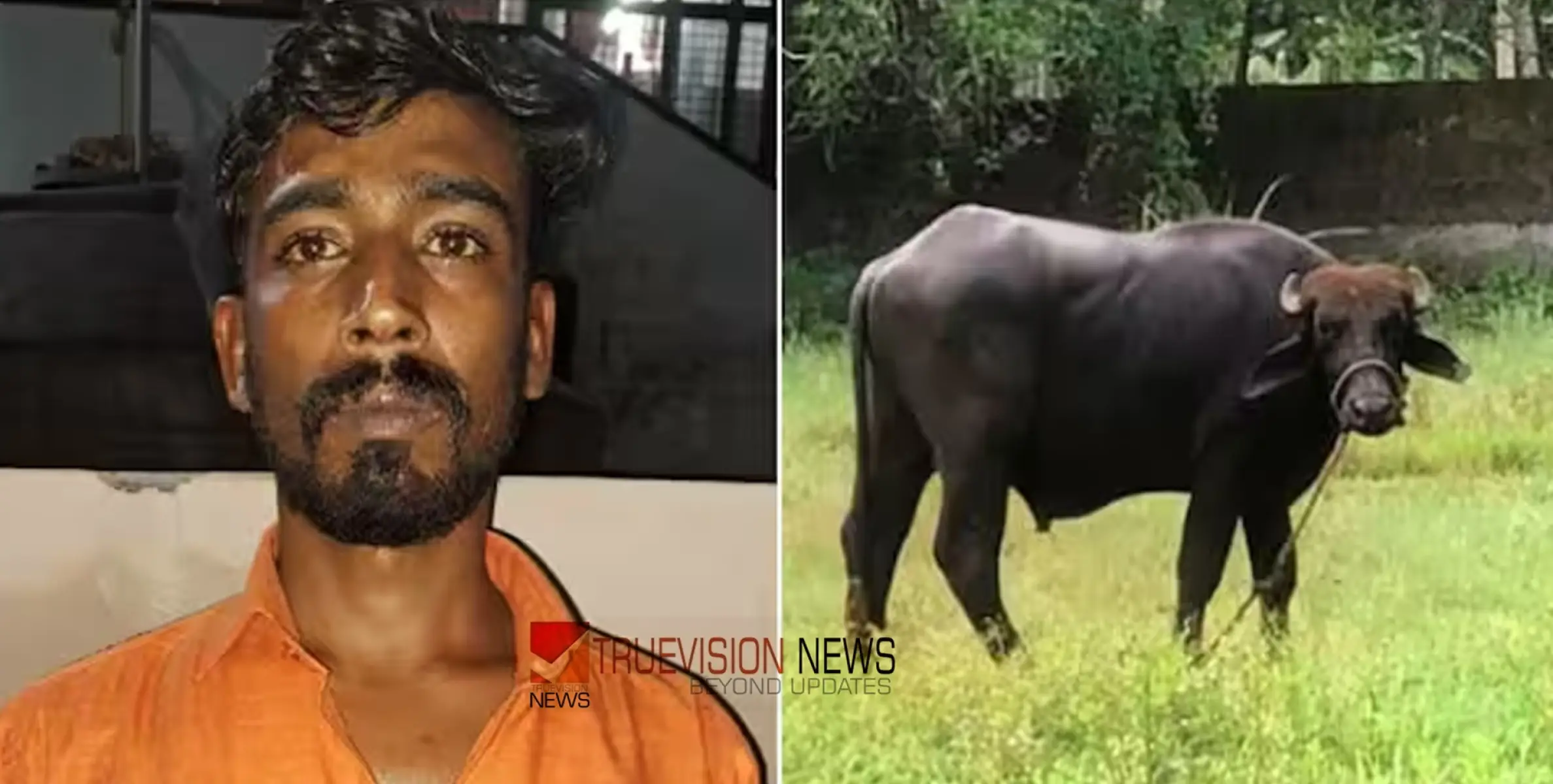 #arrest |  'മോഷ്ടിച്ചത് ഒന്നര ലക്ഷത്തിന്റെ പോത്തുകളെ, എത്തിച്ചത് 75 കി.മീ അകലെ'; യുവാവിനെ പിടികൂടിയത് ഒരാഴ്ചക്കുള്ളിൽ