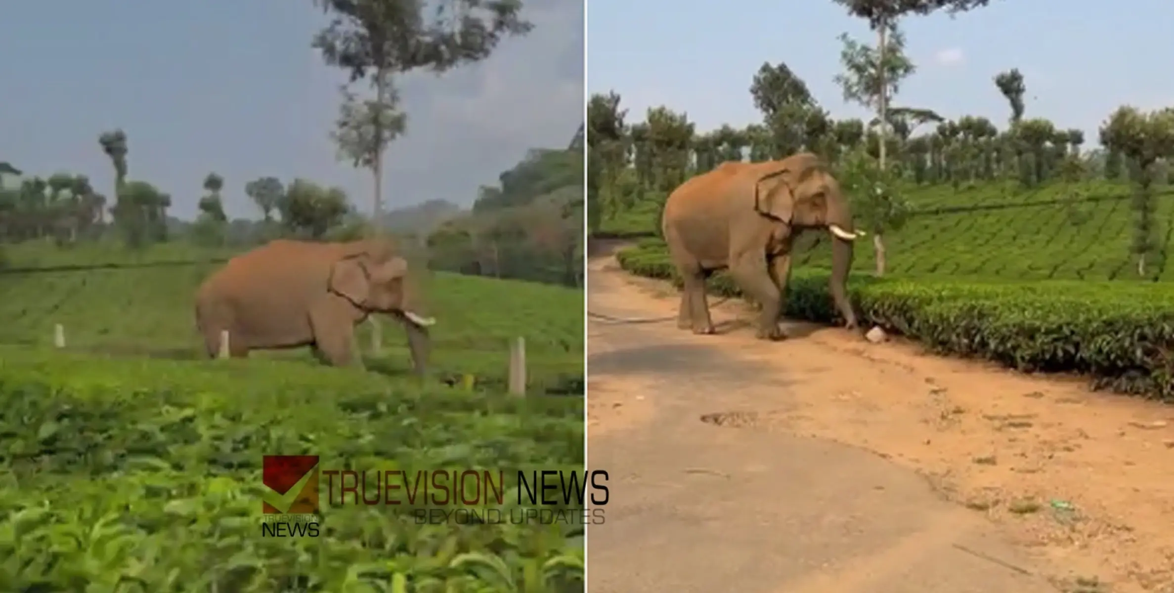 #WildElephant | വയനാട്ടില്‍ കാട്ടാന ആക്രമണം; യുവാവിന് പരിക്ക് 