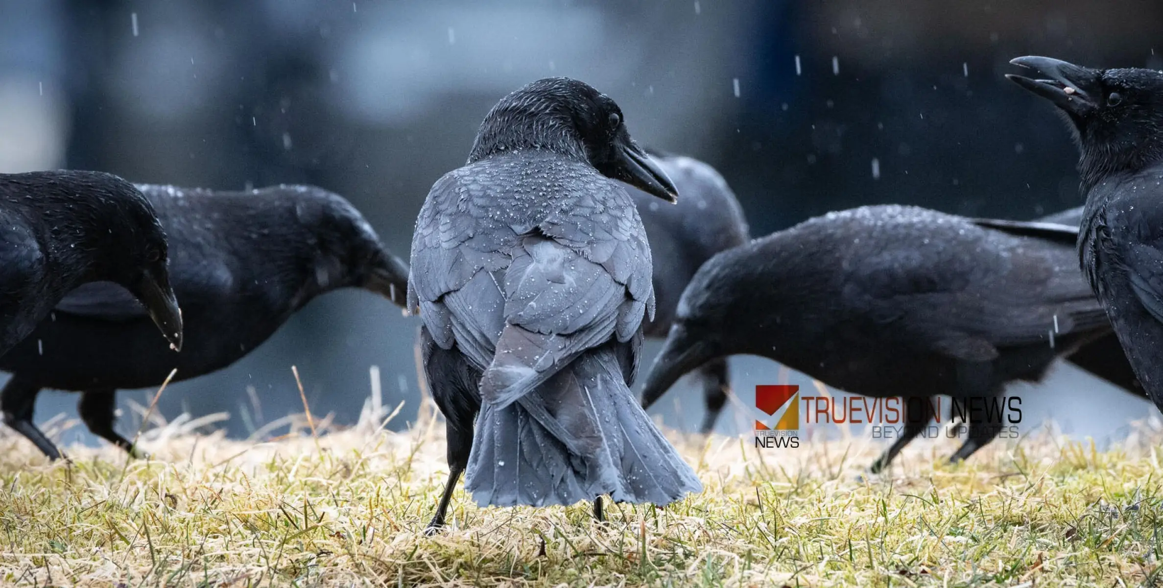 #birdflu  | ചേർത്തലയിൽ കാക്കകളിൽ പക്ഷിപ്പനി സ്ഥിരീകരിച്ചു; വിദഗ്ധ സംഘത്തെ നിയോഗിച്ചു