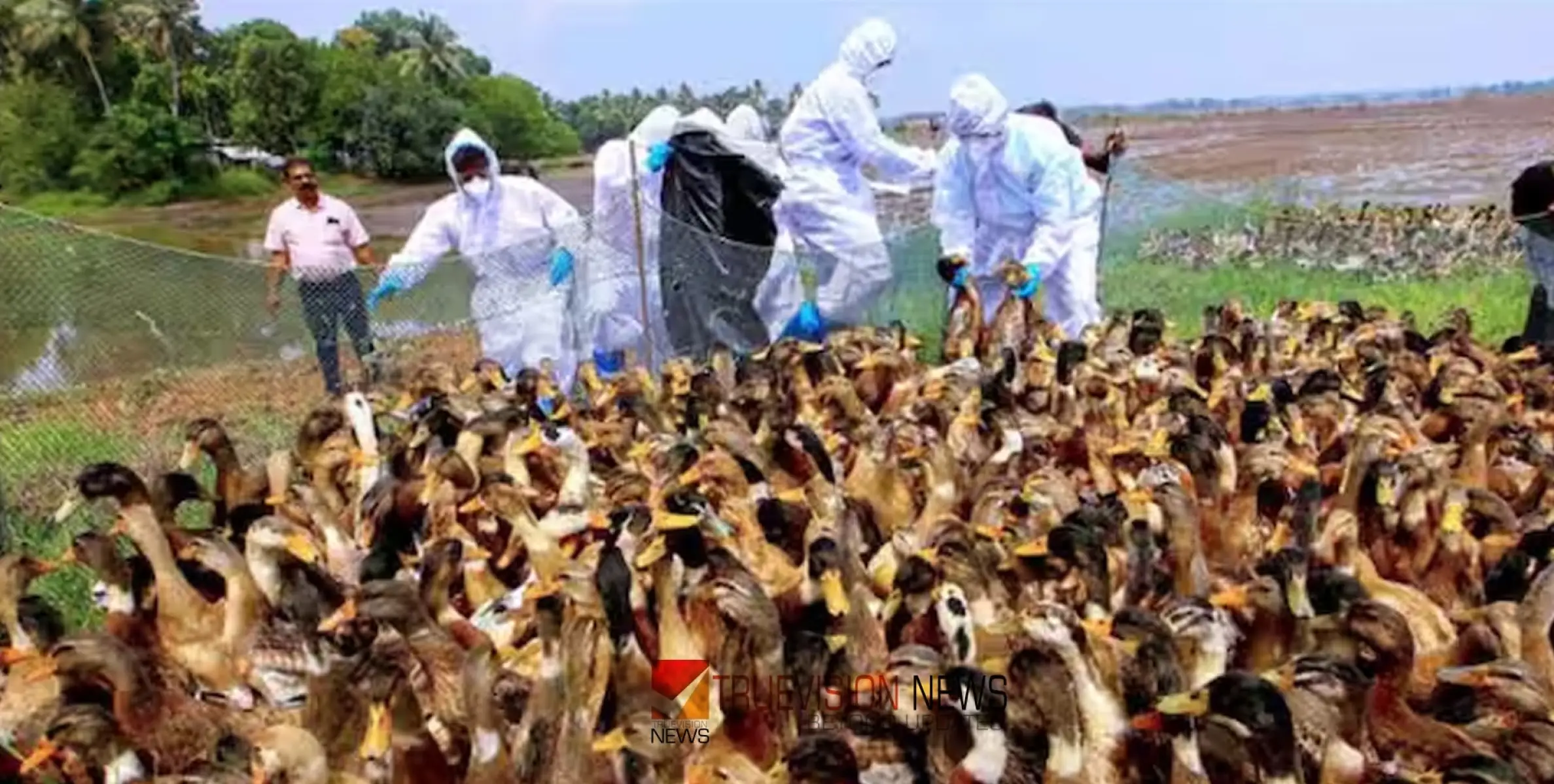 #birdflu  | പക്ഷിപ്പനി; വളര്‍ത്തുപക്ഷികളുടെ മുട്ട, ഇറച്ചി വില്‍പനകള്‍ നിരോധിച്ച് ആലപ്പുഴ കളക്ടറുടെ ഉത്തരവ്