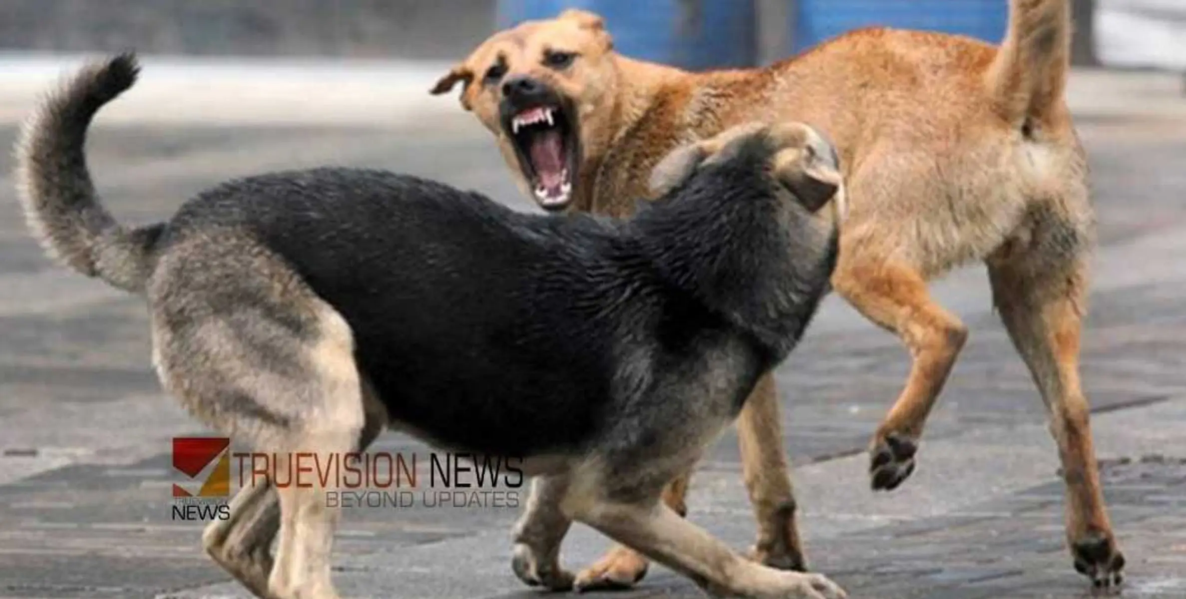 #dogattack | വടകരയിൽ തെരുവ് നായയുടെ ആക്രമണം; കുട്ടികൾ ഉൾപ്പെടെ 15 പേർക്ക് കടിയേറ്റു