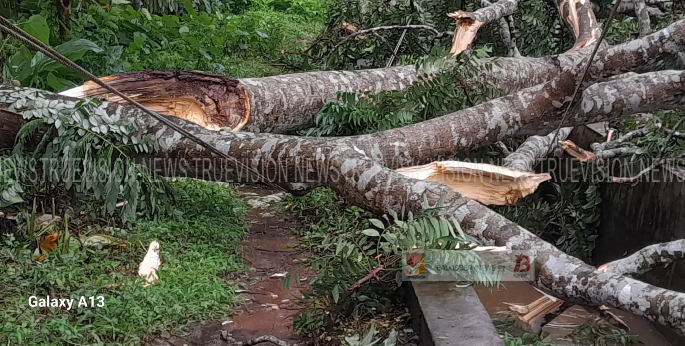 ശക്തമായ കാറ്റും മഴയും; കോട്ടൂർ ഗ്രാമ പഞ്ചായത്തിലെ കൂറ്റൻ മട്ടിമരം കടപുഴകി വീണ് വൈദ്യുതി പോസ്റ്റുകൾക്ക് നാശനഷ്ടം