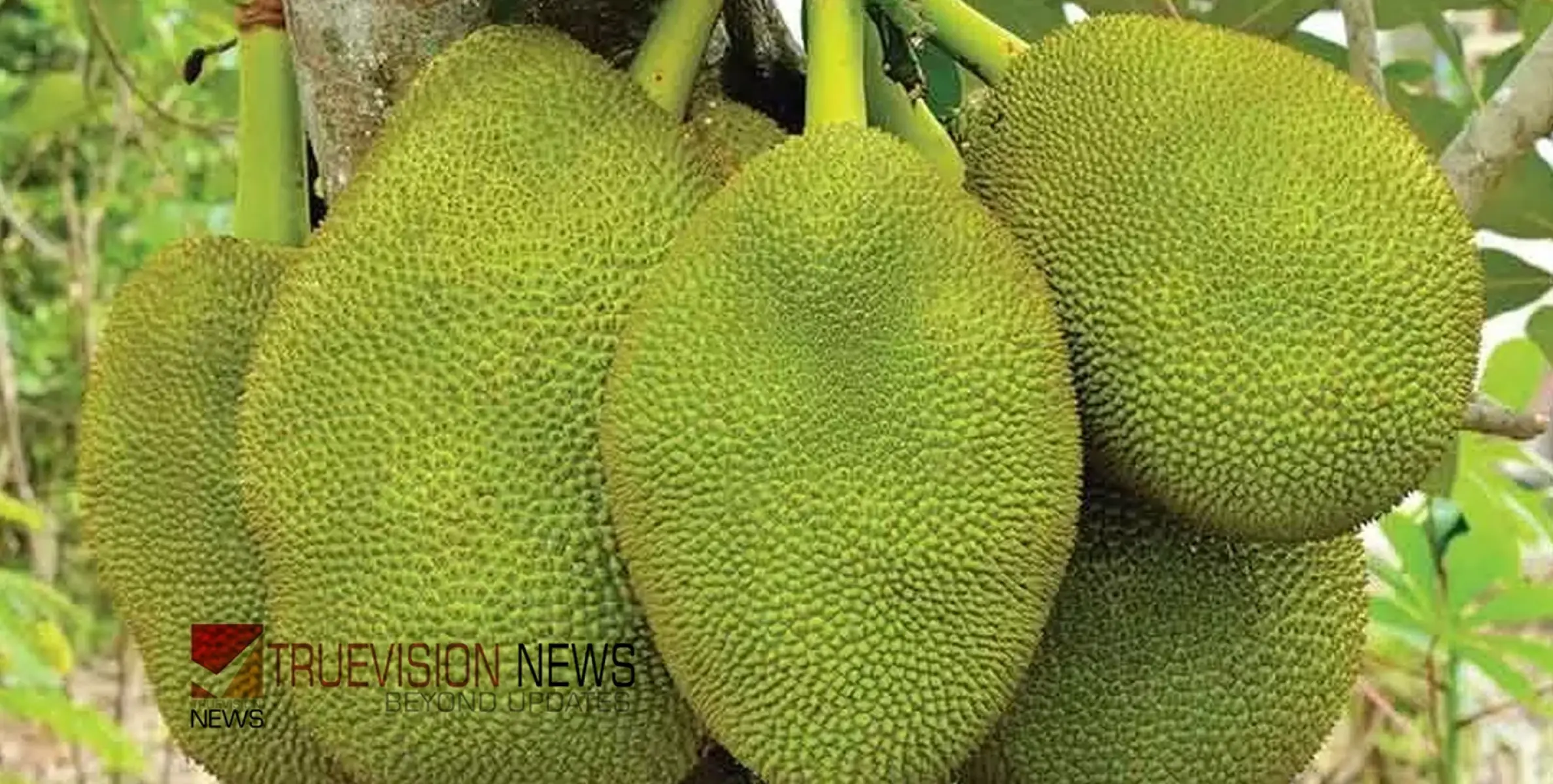 #jackfruit | വില കുതിക്കുന്നു; ചക്ക കിട്ടാനില്ല