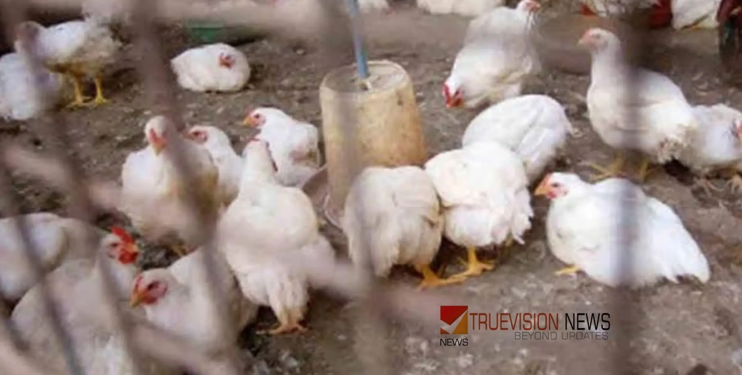  #birdflu | പക്ഷിപ്പനി ഭീതിയിൽ ആലപ്പുഴ; വിശദപഠനത്തിന് വിദഗ്ധ സംഘം, പക്ഷികളെ കൊന്നൊടുക്കും